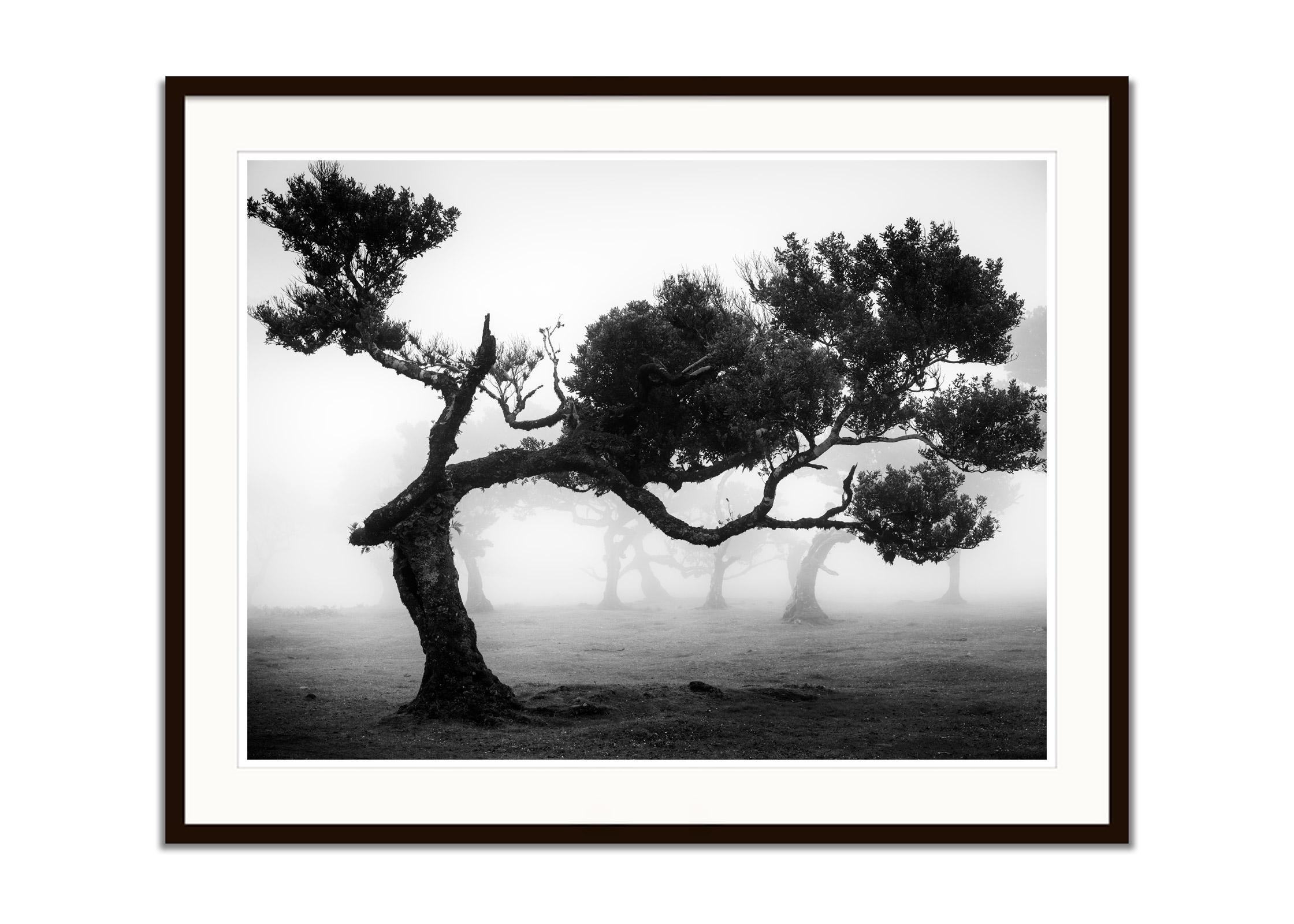 Bosque antiguo de Laurisilva, árbol doblado, Madeira, foto de paisaje en blanco y negro - Color Photograph Gris de Gerald Berghammer