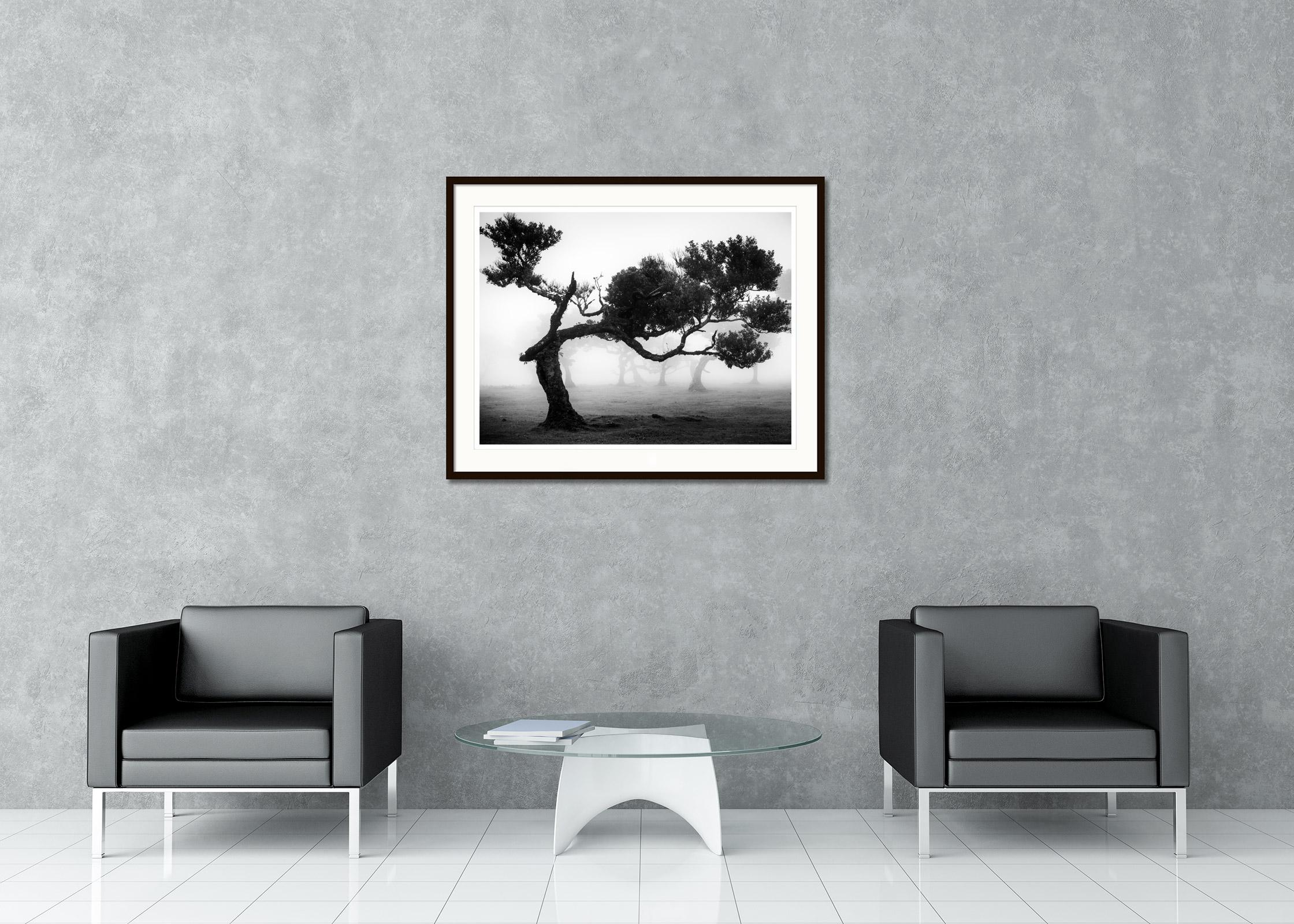 Black and white fine art landscape photography. Crooked tree in fairy forest in foggy mood, Fanal, Portugal. Archival pigment ink print as part of a limited edition of 5. All Gerald Berghammer prints are made to order in limited editions on