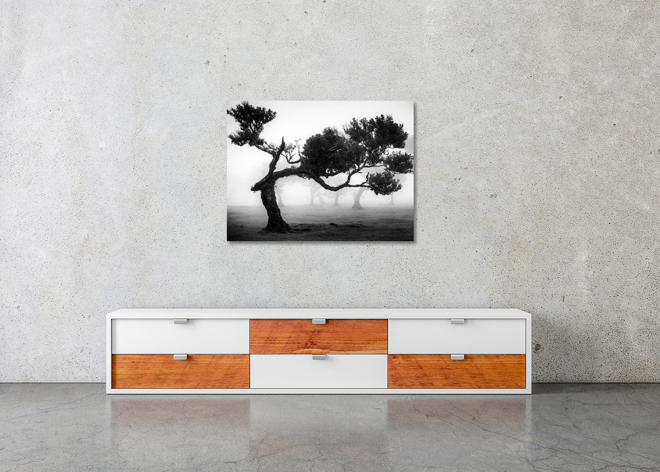 Ancient Laurisilva Forest, bent Tree, Madeira, black and white landscape photo For Sale 1