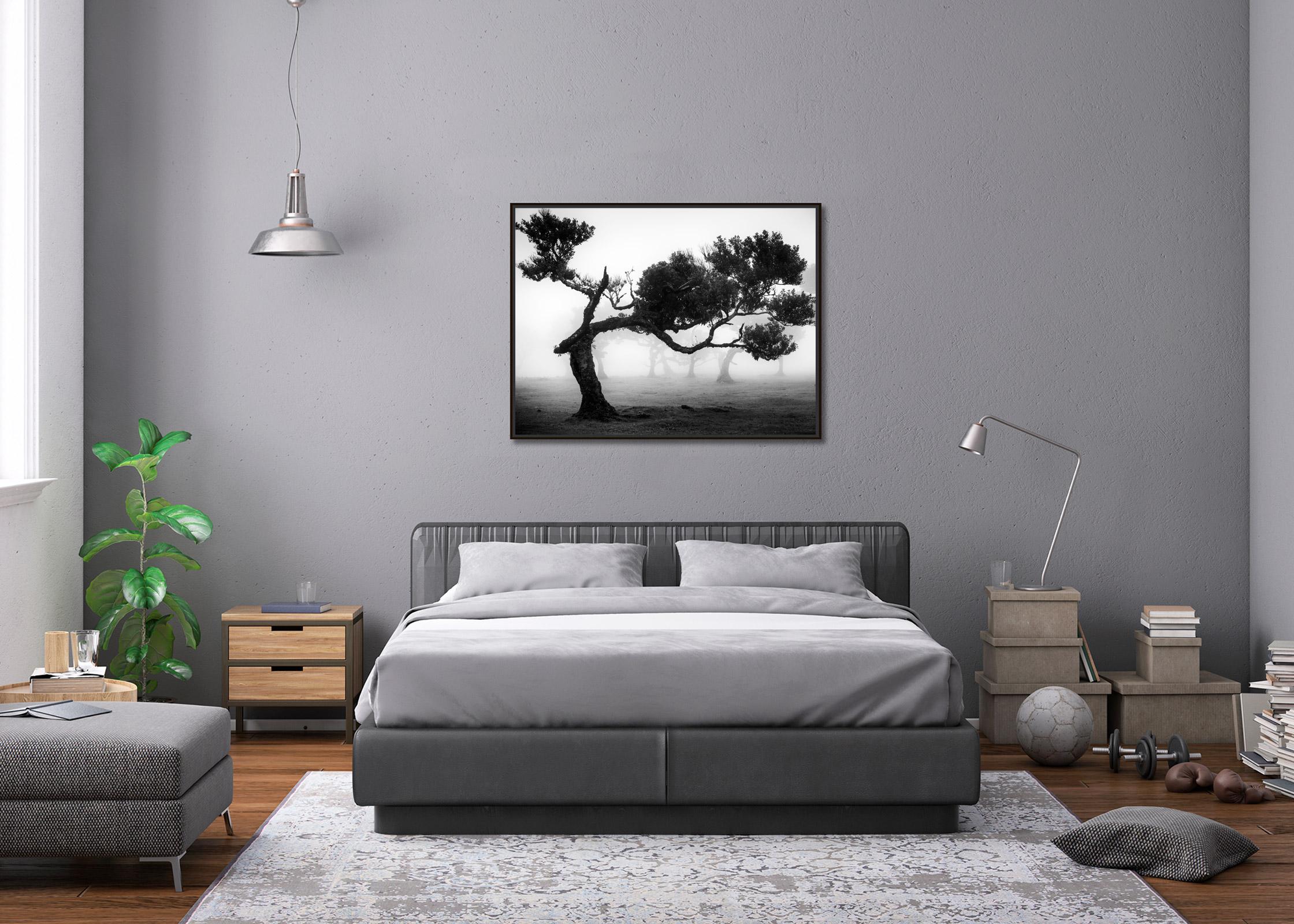 Ancient Laurisilva Forest, bent Tree, Madeira, black and white landscape photo For Sale 2