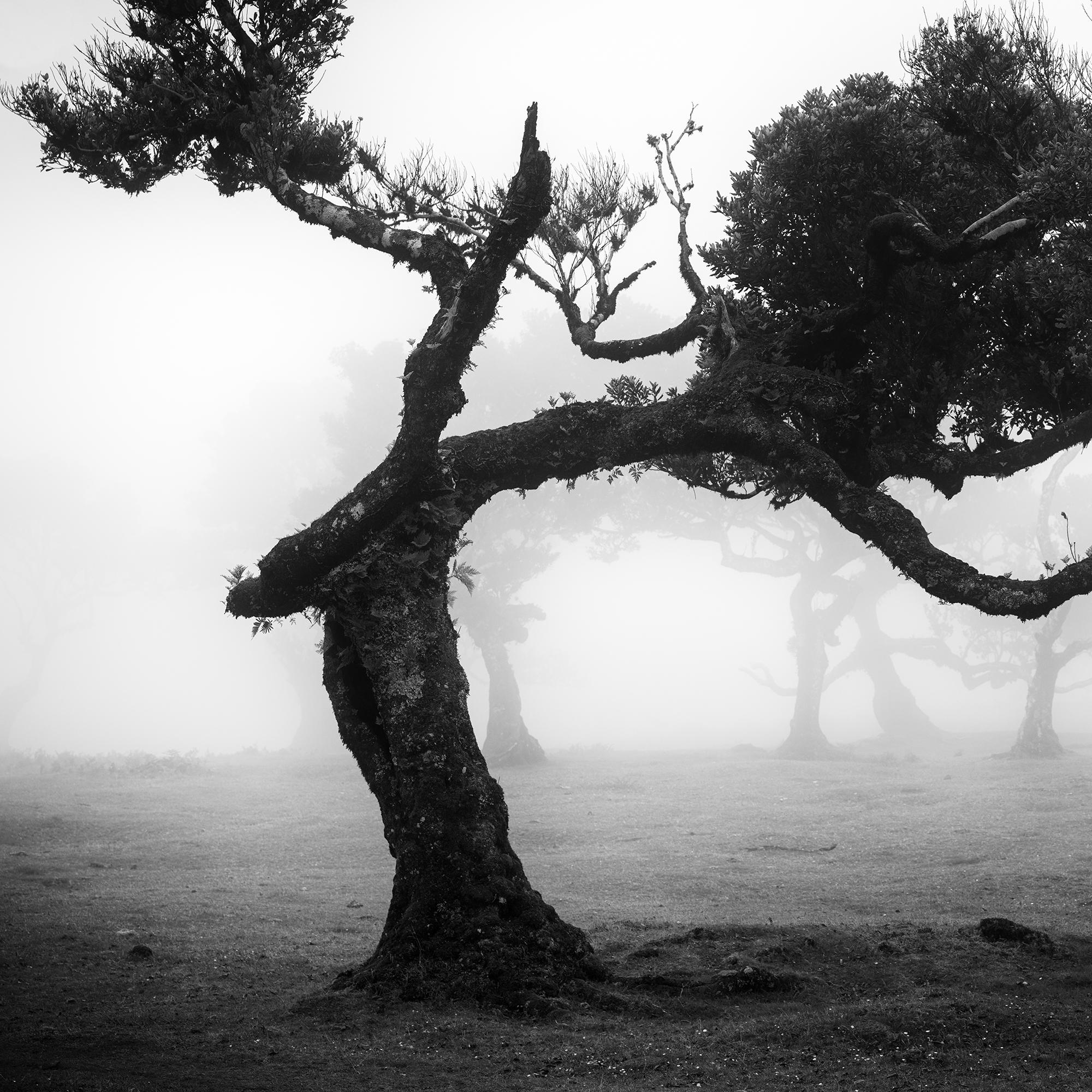 Ancient Laurisilva Forest, bent Tree, Madeira, black and white landscape photo For Sale 3