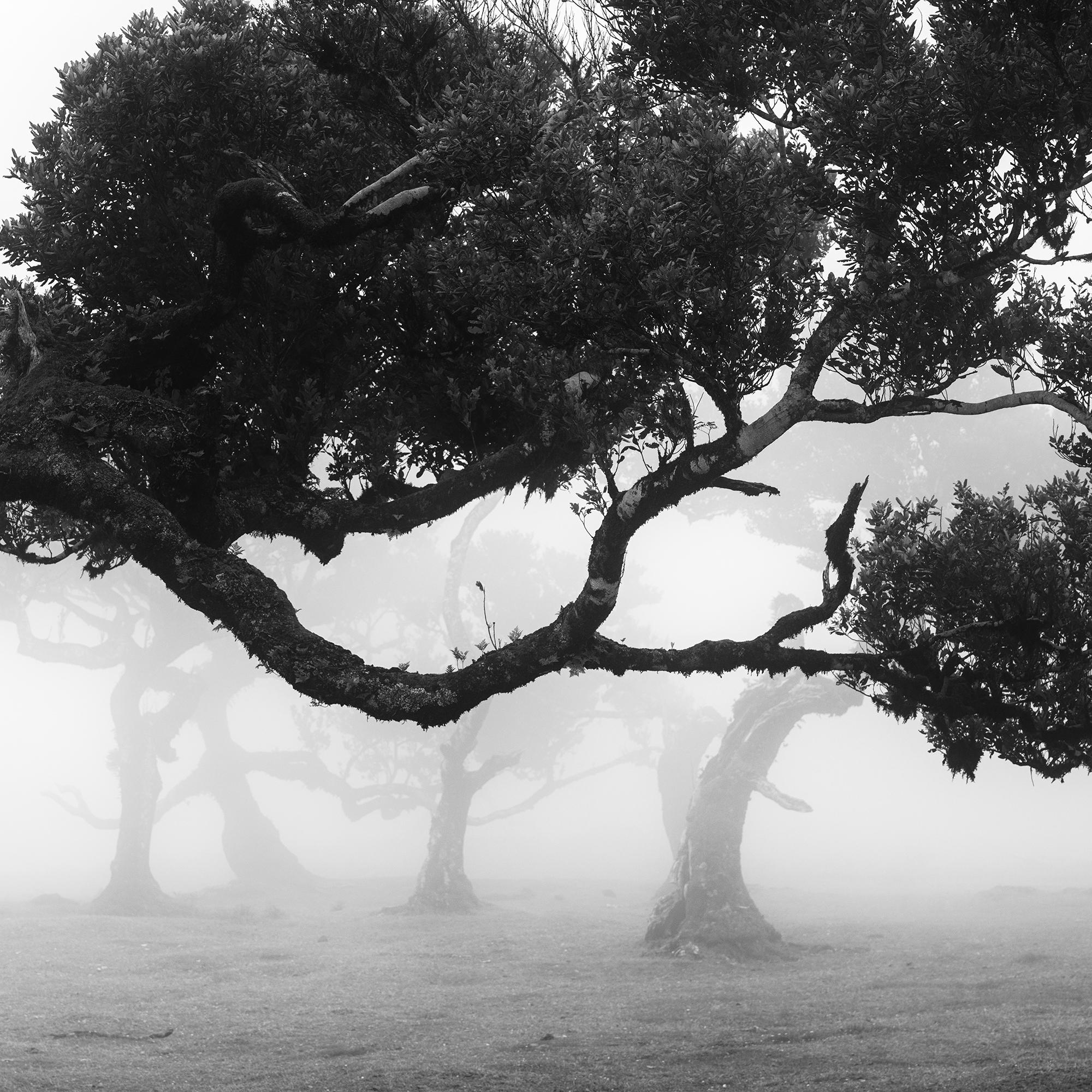 Ancient Laurisilva Forest, bent Tree, Madeira, black and white landscape photo For Sale 4