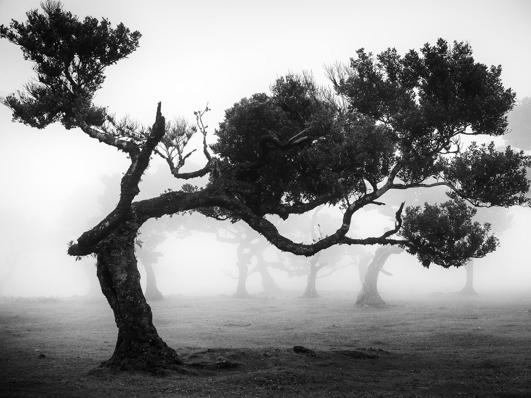 Gerald Berghammer Black and White Photograph - Ancient Laurisilva Forest, bent Tree, Madeira, black and white landscape photo
