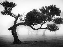 Ancient Laurisilva Forest, bent Tree, Madeira, black and white landscape photo