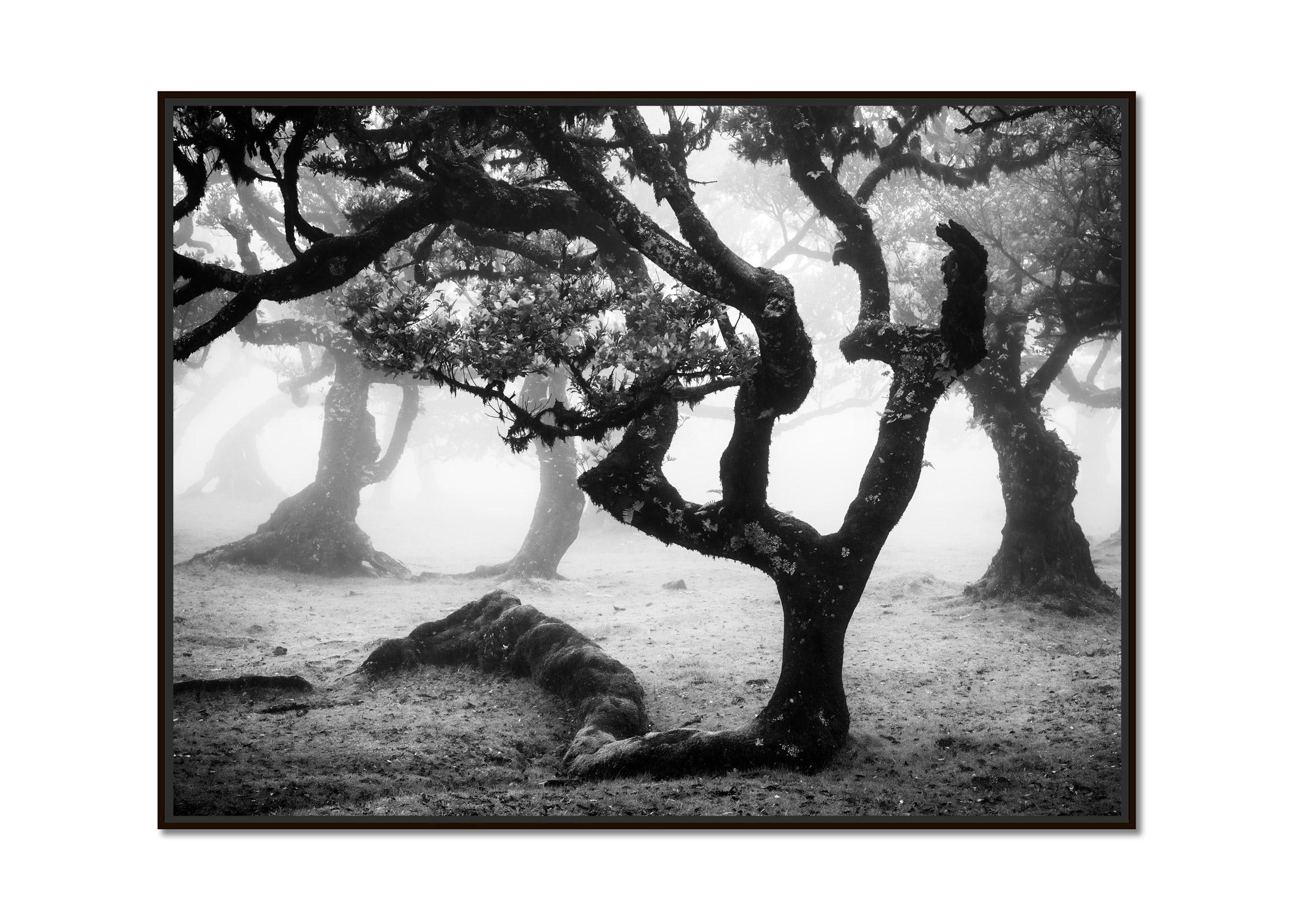 Foresta di Laurisilva, albero piegato, fotografia mono, paesaggio, stampa in edizione limitata - Photograph di Gerald Berghammer