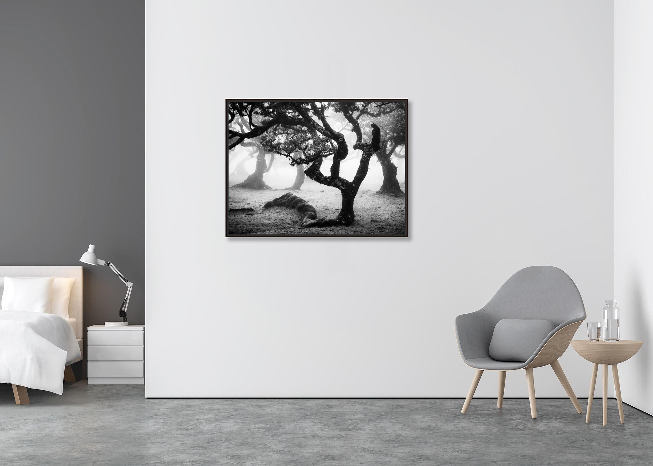 Foresta di Laurisilva, albero piegato, fotografia mono, paesaggio, stampa in edizione limitata - Photograph Astratto di Gerald Berghammer