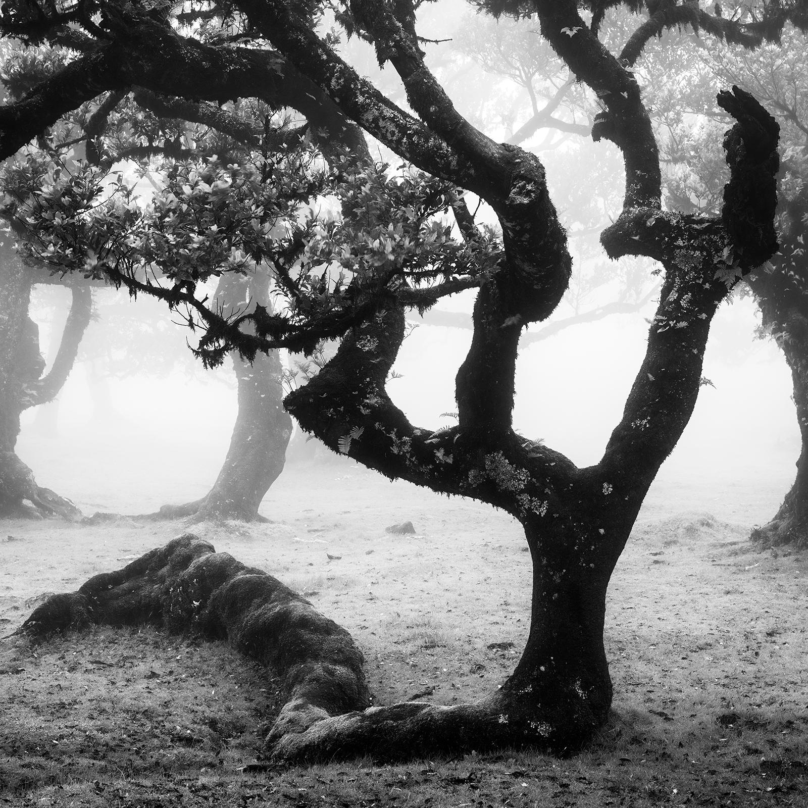 Black and white fine art landscape photography. Curved laurel tree in foggy fairy forest, Madeira, Portugal. Archival pigment ink print, edition of 8. Signed, titled, dated and numbered by artist. Certificate of authenticity included. Printed with