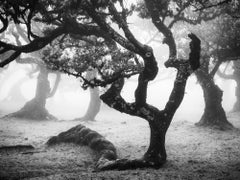 Ancient Laurisilva Forest, bent tree, Madeira, Fine art photography, landscape