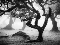 Ancienne forêt de Laurisilva, arbre courbé, Madeira, photographie d'art, paysage