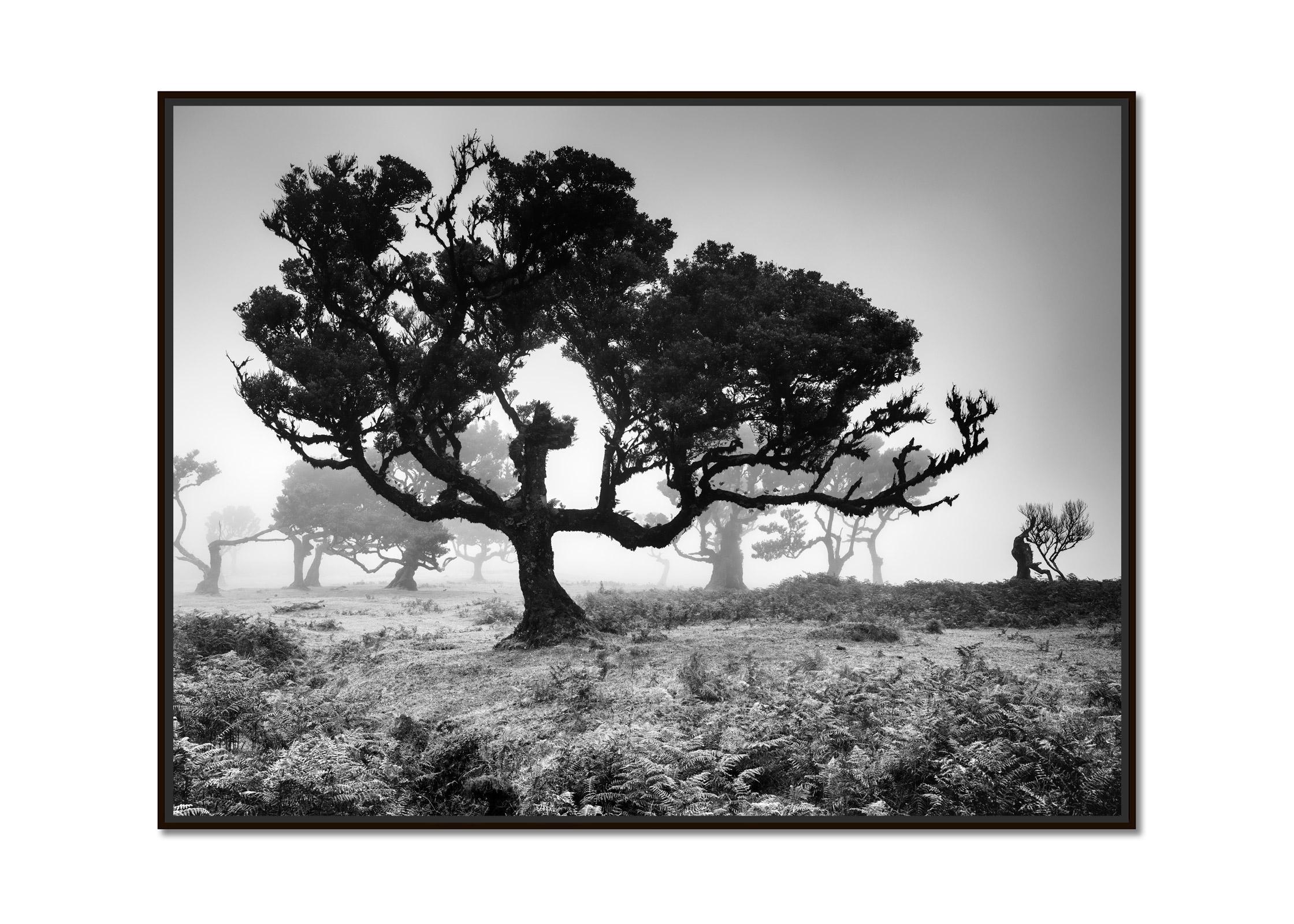 Ancient Laurisilva Forest, Tree, Portugal, black and white landscape photography - Photograph by Gerald Berghammer