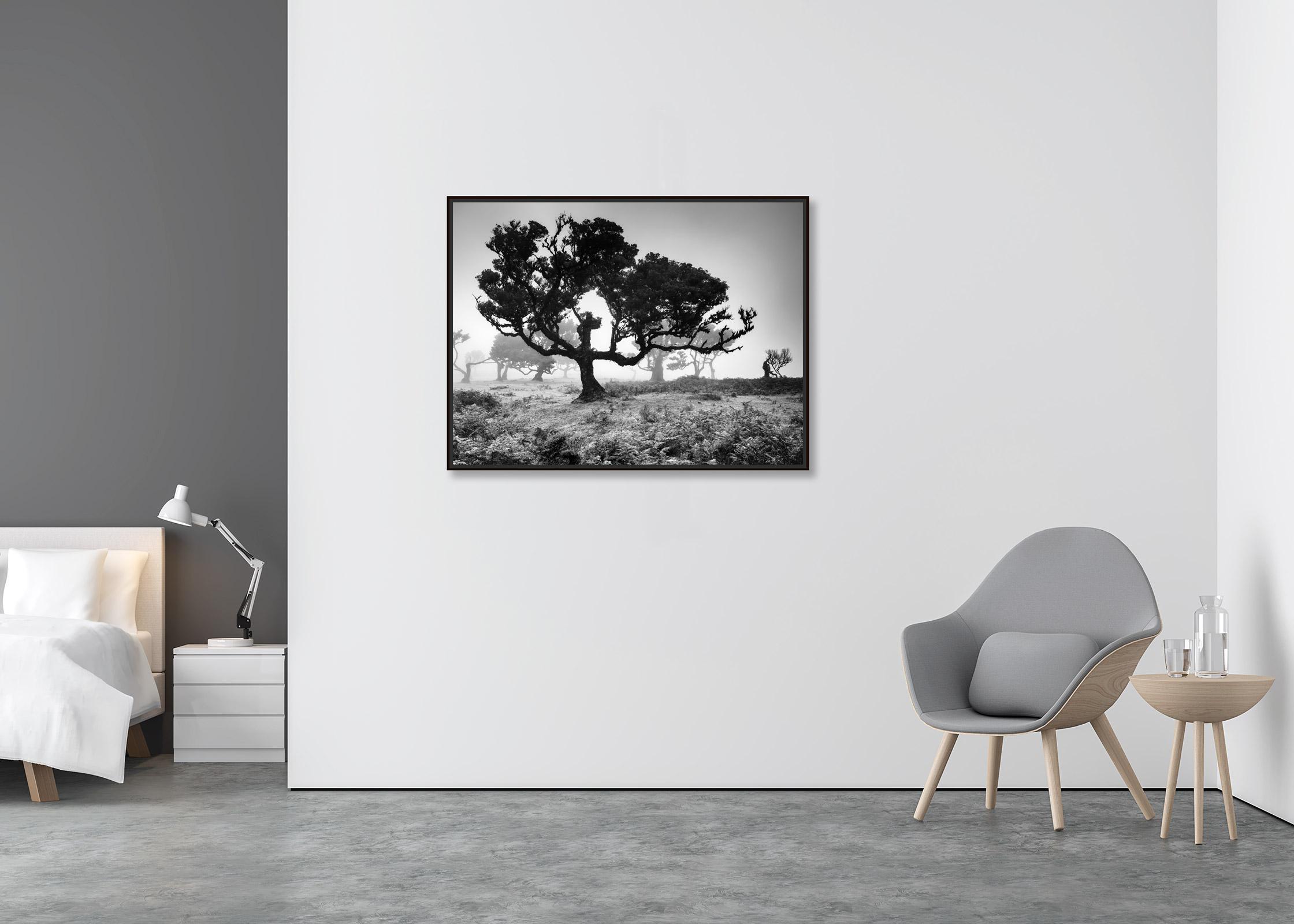 Ancient Laurisilva Forest, Tree, Portugal, black and white landscape photography - Contemporary Photograph by Gerald Berghammer