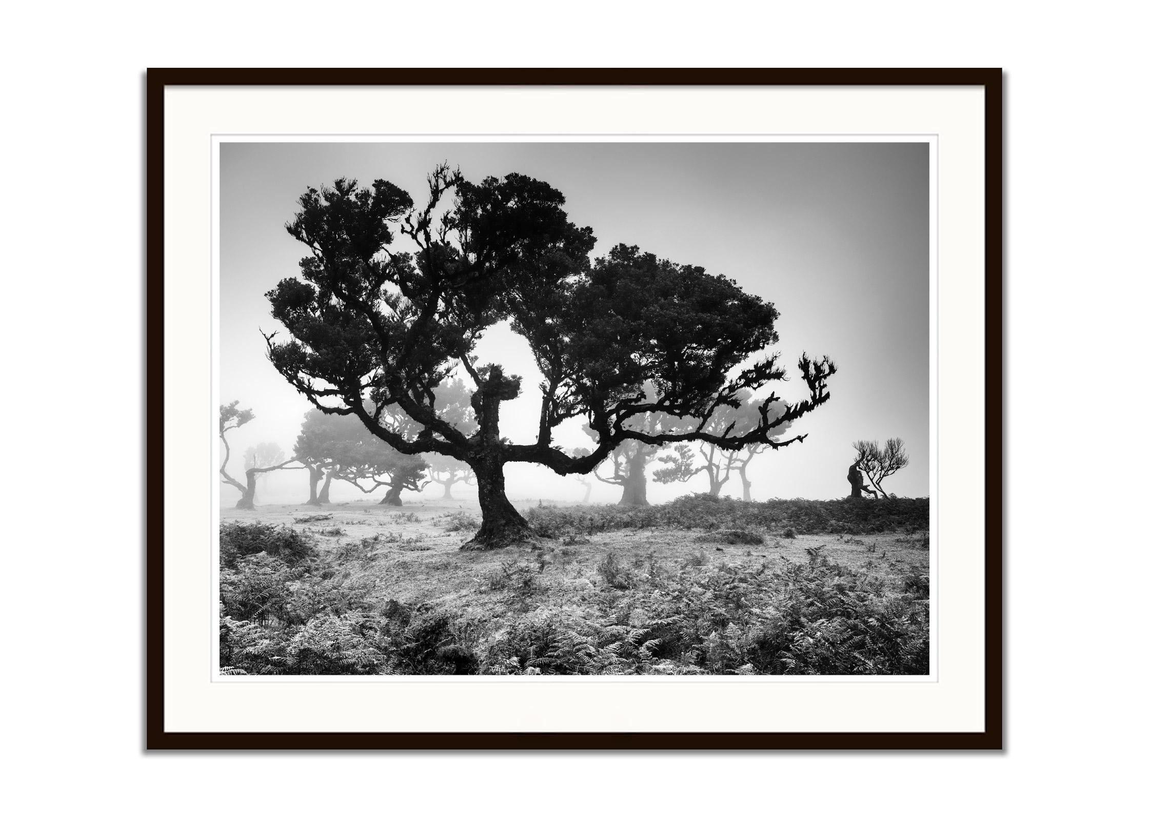 Ancient Laurisilva Forest, Tree, Portugal, black and white landscape photography - Gray Black and White Photograph by Gerald Berghammer