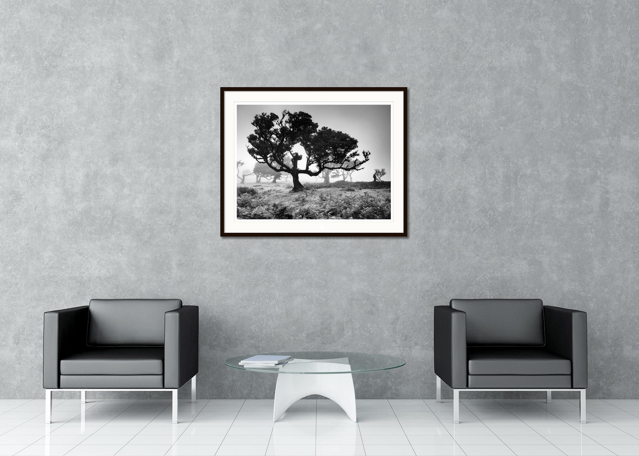 Black and white fine art landscape photography print. Old trees in the fairy forest on the mystical island of Madeira, Fanal, Portugal. Archival pigment ink print, edition of 8. Signed, titled, dated and numbered by artist. Certificate of