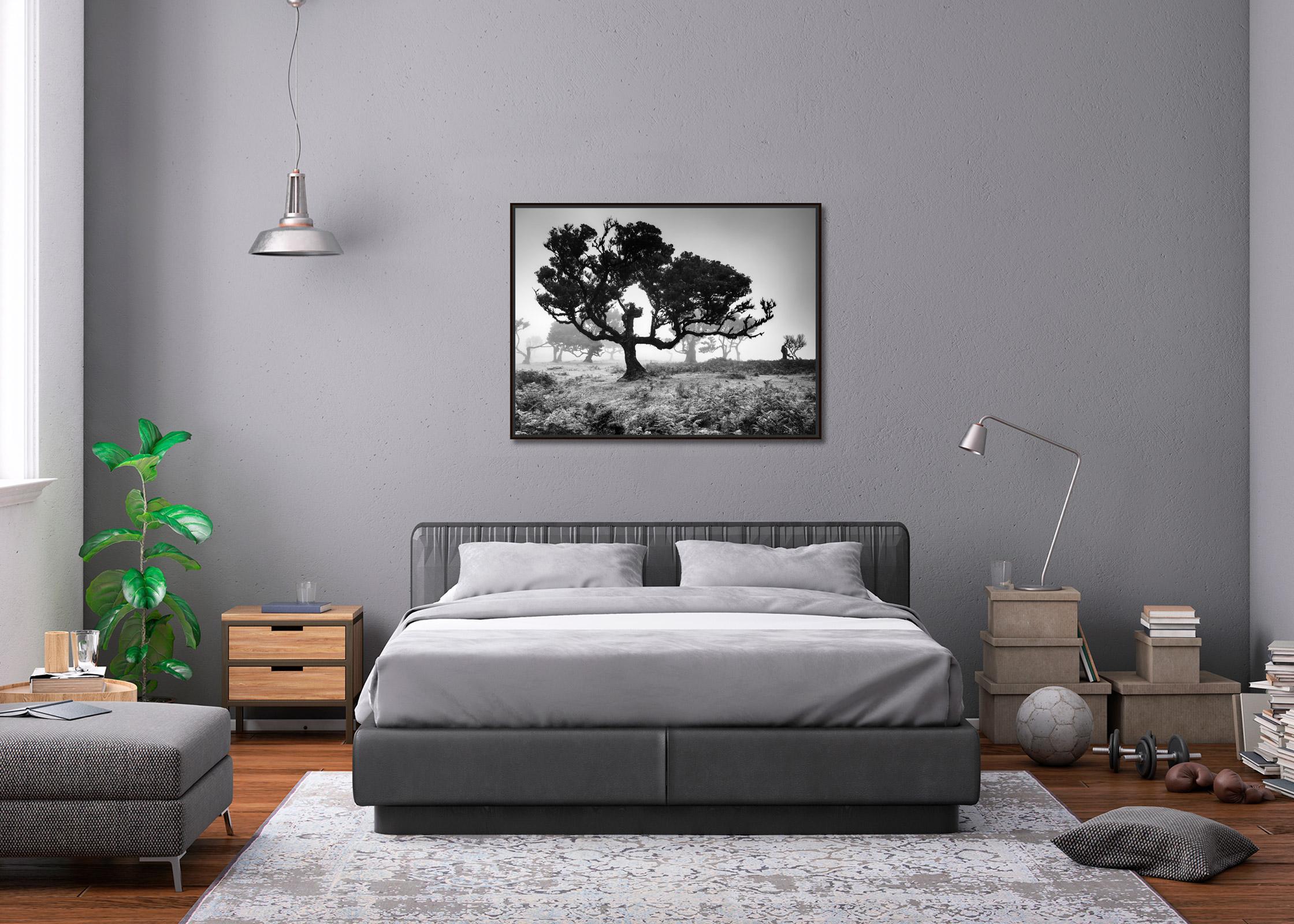 Ancient Laurisilva Forest, Tree, Portugal, black and white landscape photography For Sale 1