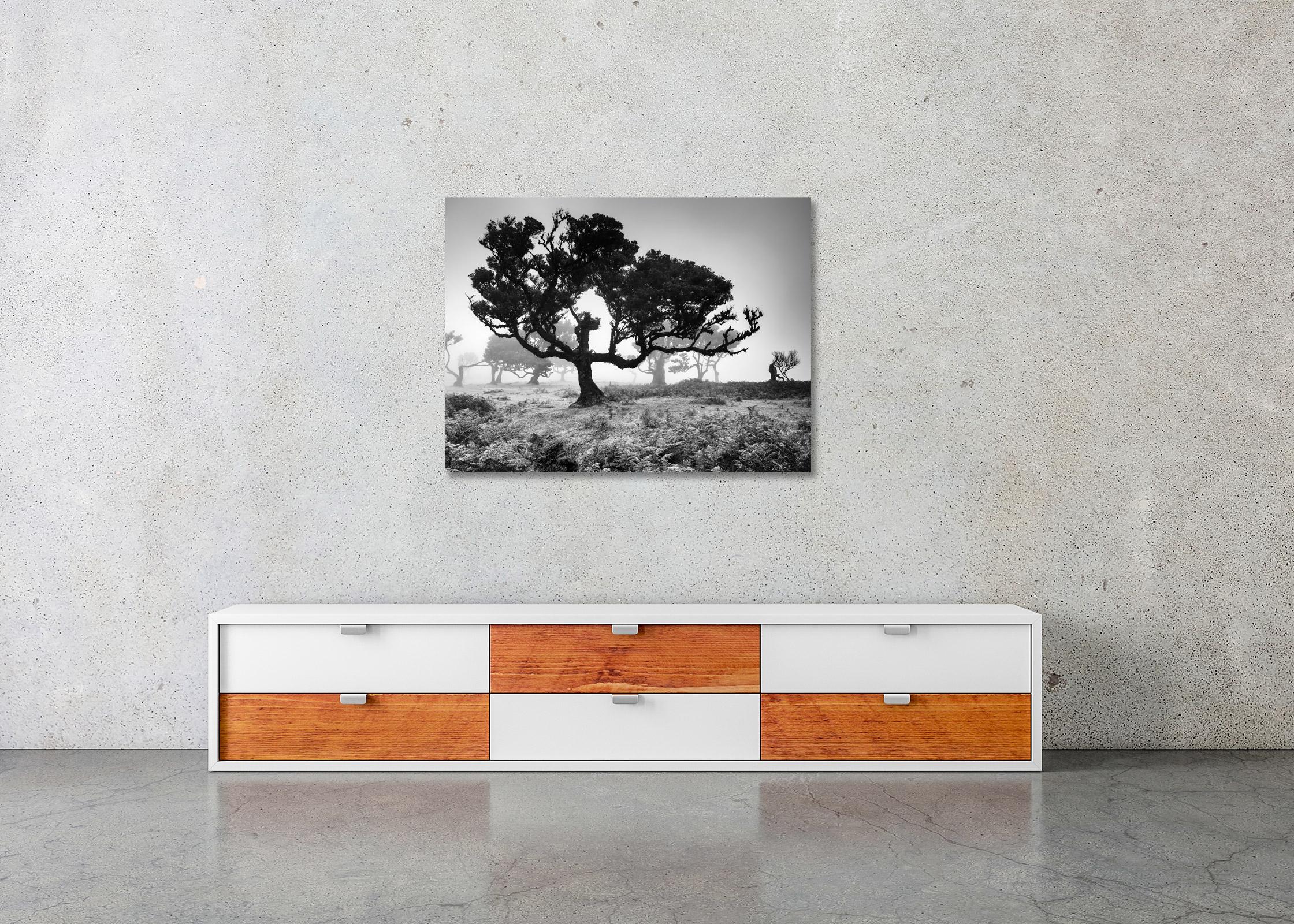 Ancient Laurisilva Forest, Tree, Portugal, black and white landscape photography For Sale 2