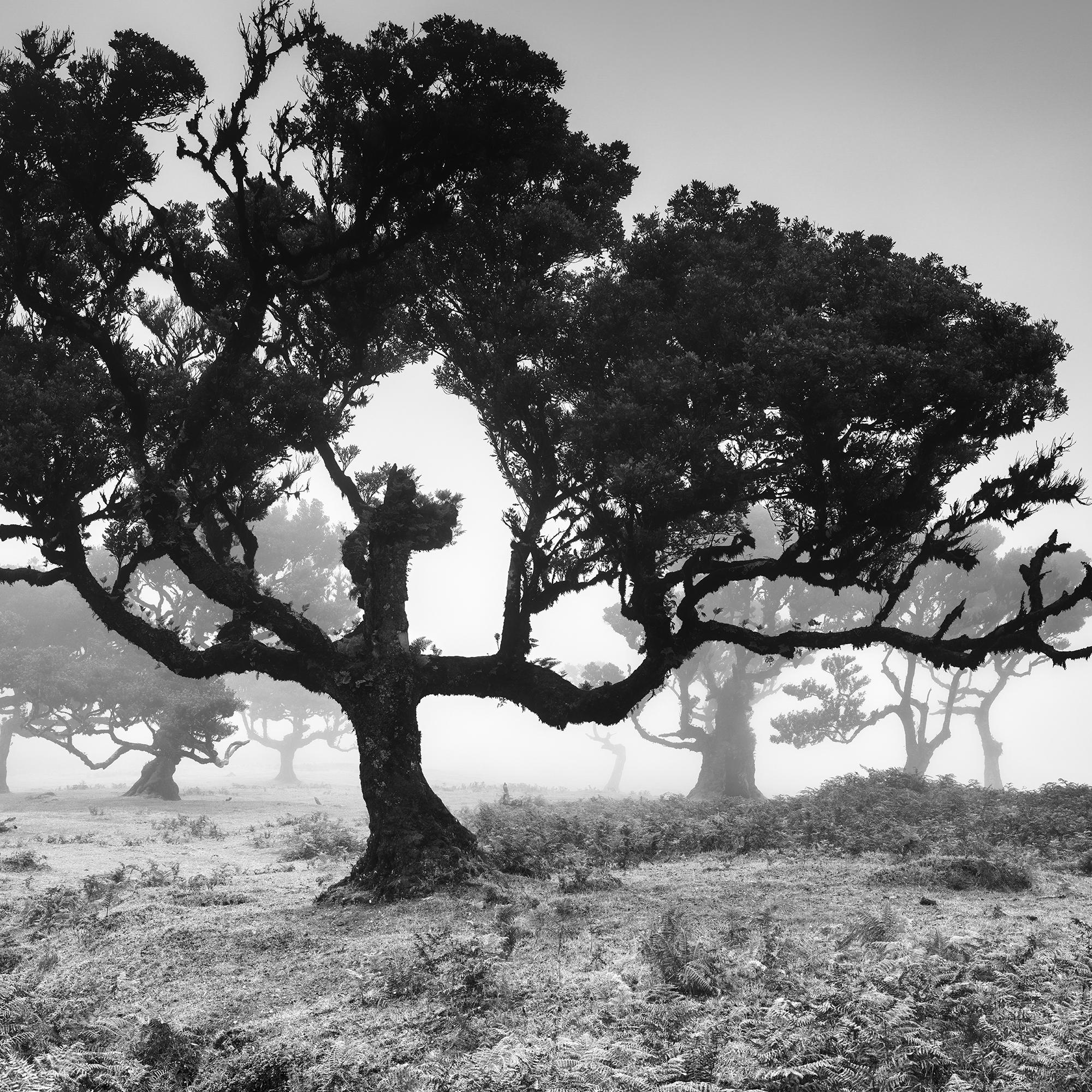 Ancient Laurisilva Forest, Tree, Portugal, black and white landscape photography For Sale 3