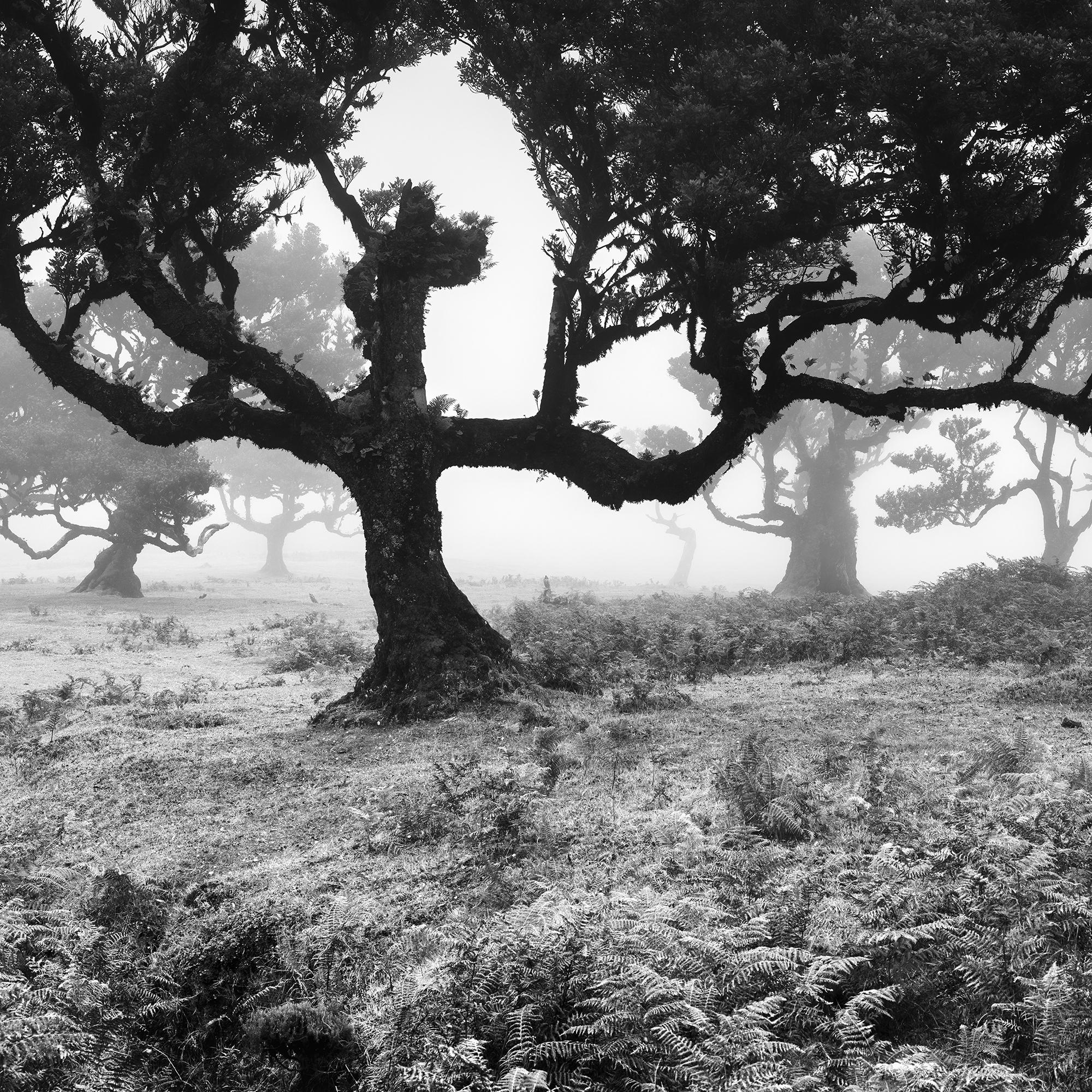 Ancient Laurisilva Forest, Tree, Portugal, black and white landscape photography For Sale 4