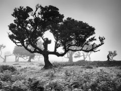 Antiker Laurisilva-Wälder, Baum, Portugal, Schwarz-Weiß-Landschaftsfotografie