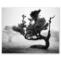 Antica foresta di Laurisilva, Madeira – Fotografia in bianco e nero in edizione limitata