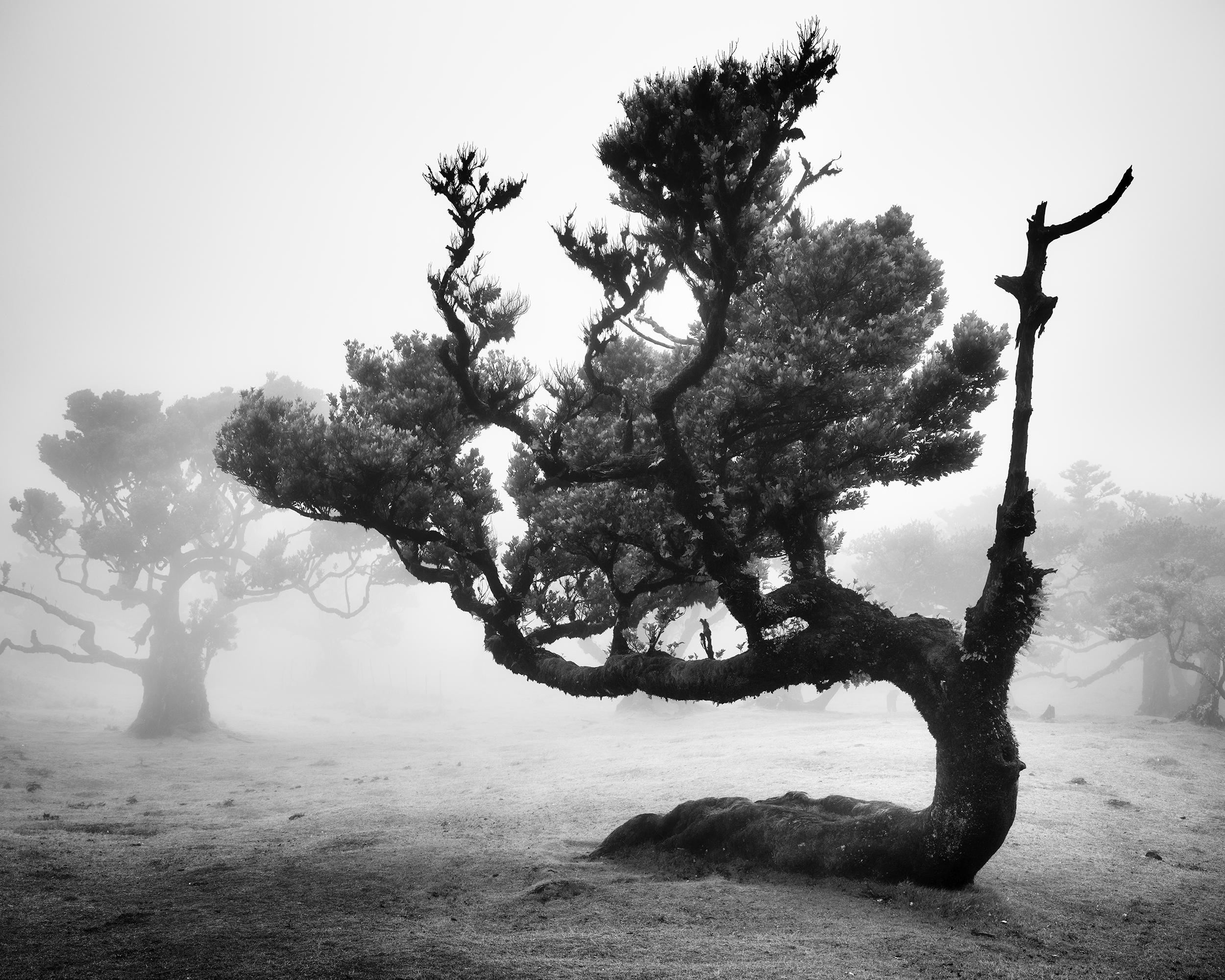 Uraltes Laurisilva-Waldgebiet, Madeira – Schwarz-Weiß-Fotografie in limitierter Auflage