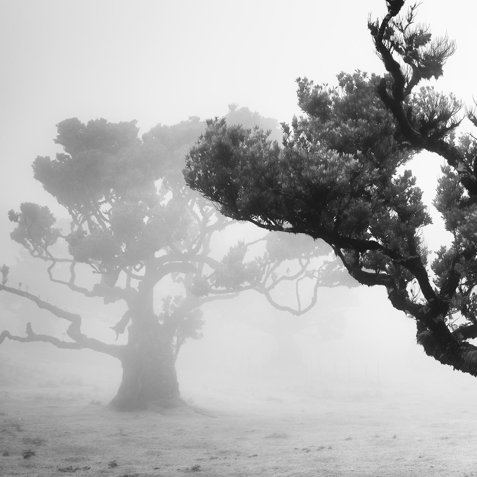 Ancient Laurisilva Forest, crooked tree, Madeira, B&W art photography, landscape For Sale 2