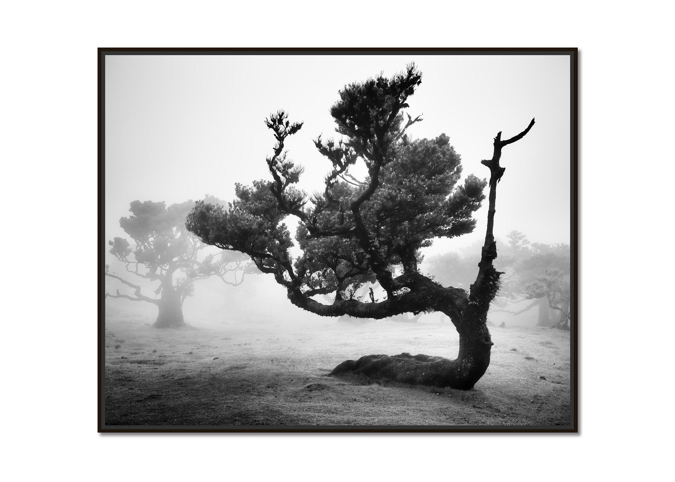 Ancienne forêt de Laurisilva, arbre crocheté, Madeira, photographie d'art du B&W, paysage - Photograph de Gerald Berghammer