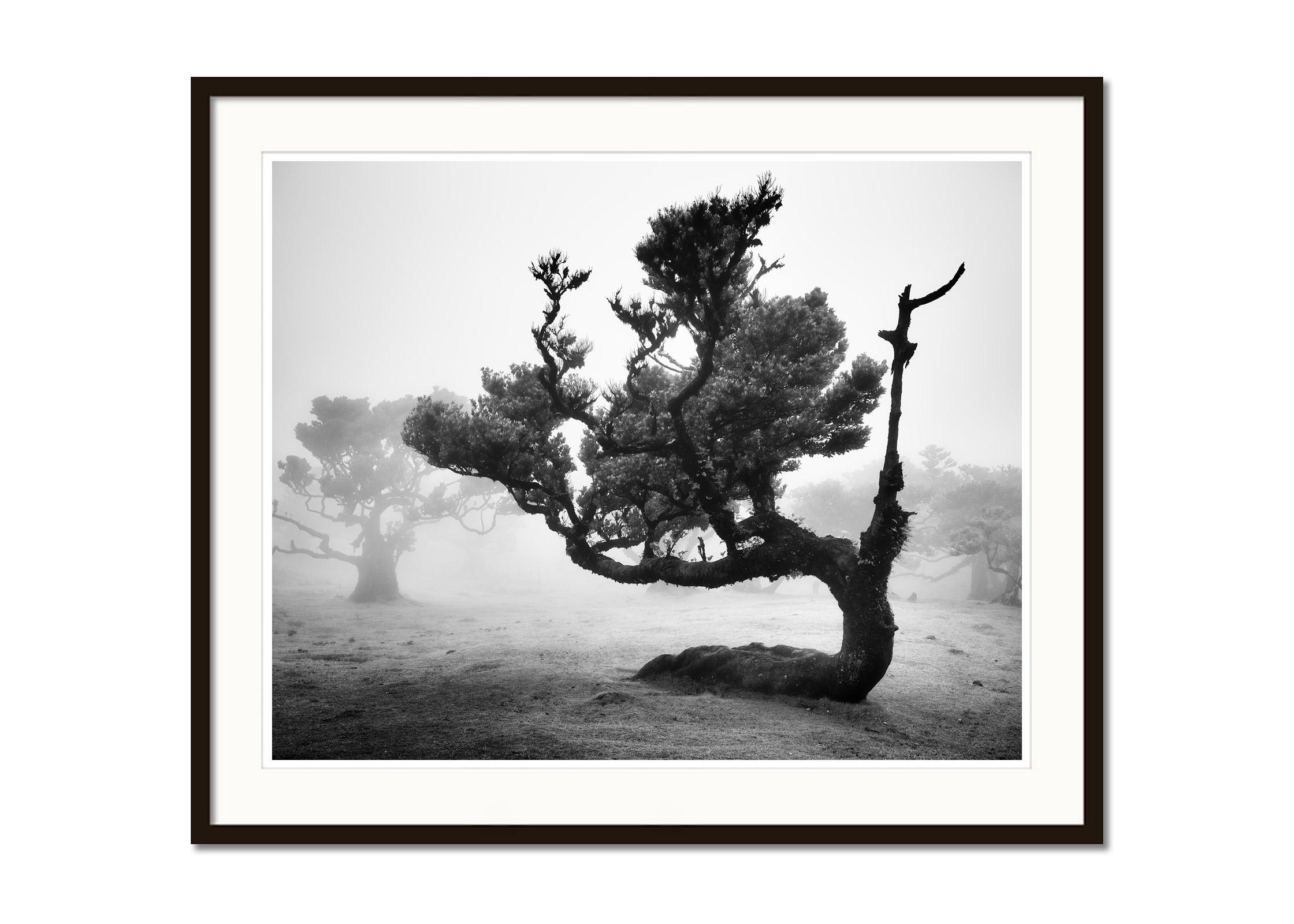 Ancienne forêt de Laurisilva, arbre crocheté, Madeira, photographie d'art du B&W, paysage - Gris Color Photograph par Gerald Berghammer