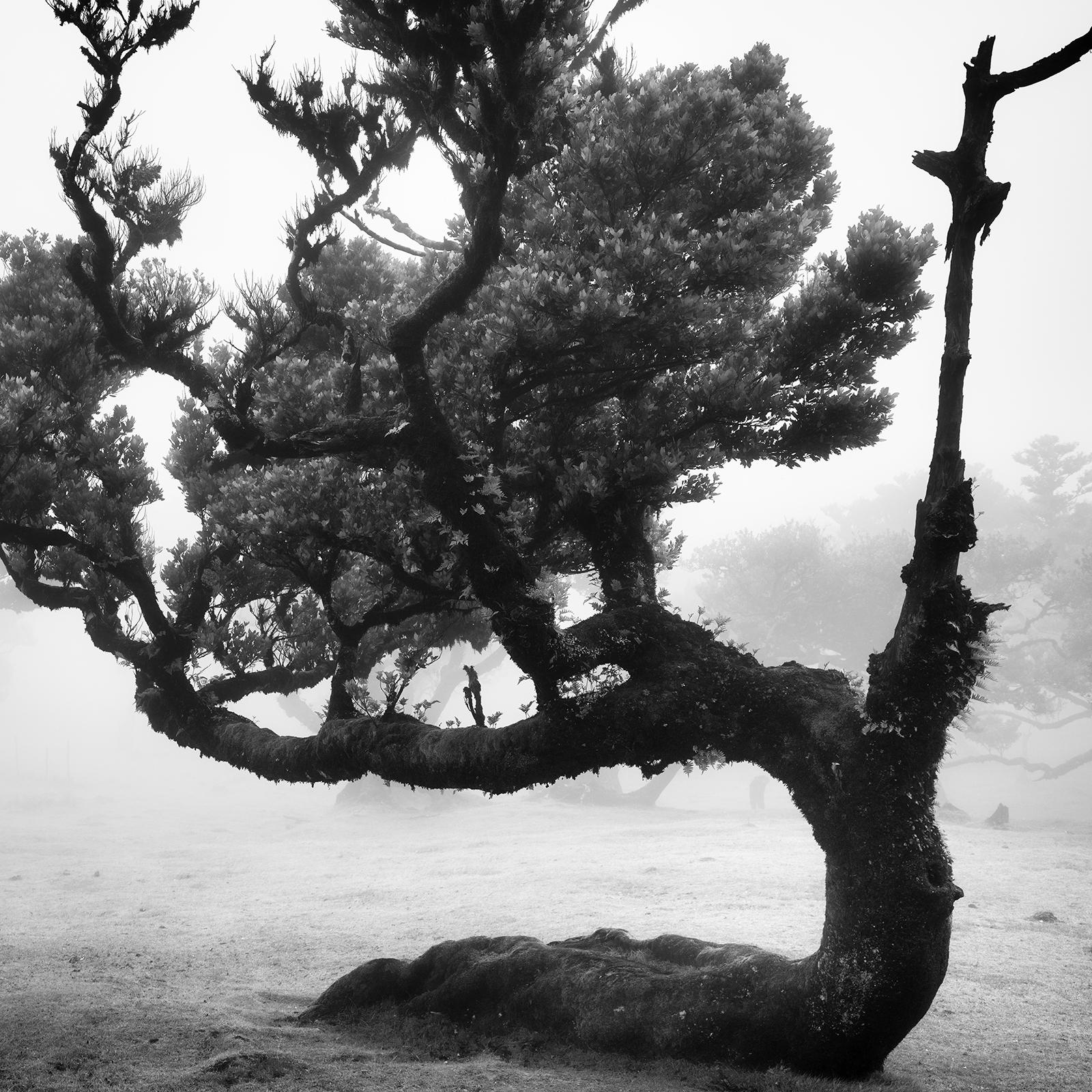 Black and White Fine Art Photography - Mystical curved tree in the fog on the island of Madeira, Portugal, edition of 8. Signed, titled, dated and numbered by artist. Certificate of authenticity included. Printed with 4cm white border.
International