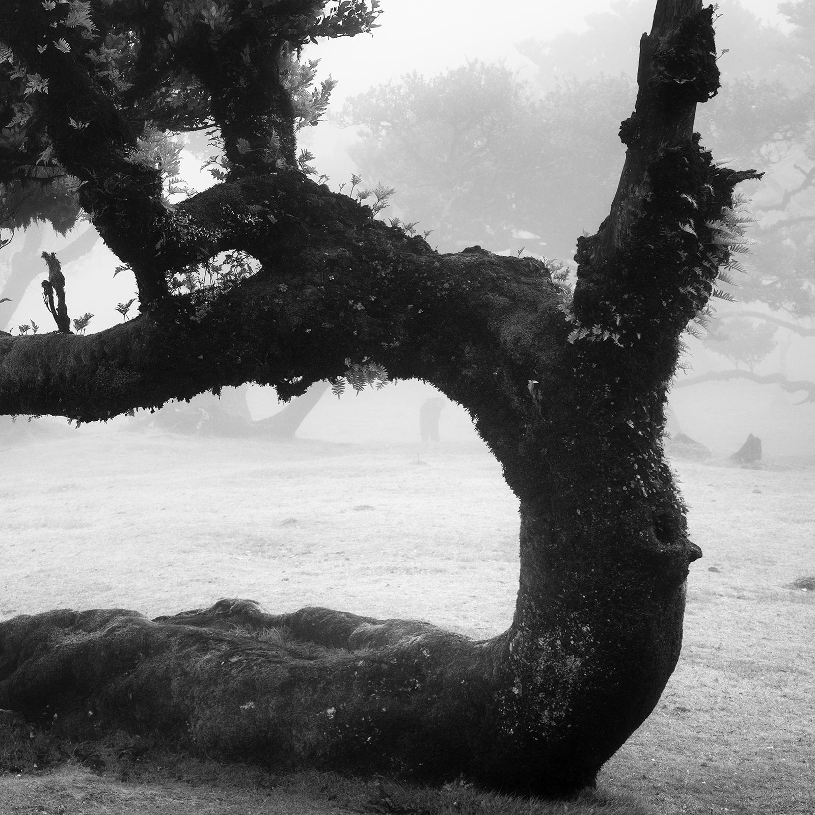Ancient Laurisilva Forest, crooked tree, Madeira, B&W art photography, landscape For Sale 1