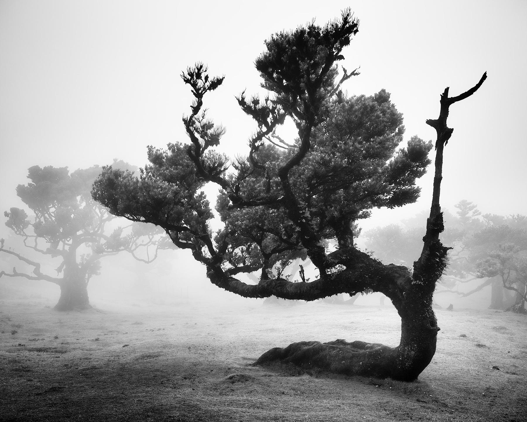 Bosque antiguo de Laurisilva, árbol torcido, Madeira, fotografía artística en ByN, paisaje