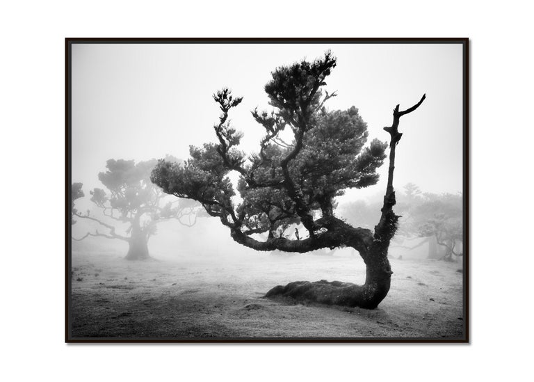 Ancient Laurisilva Forest, crooked tree, Madeira, B&W art photography, landscape - Photograph by Gerald Berghammer