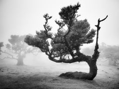 Ancient Laurisilva Forest, crooked tree, Madeira, B&W art photography, landscape