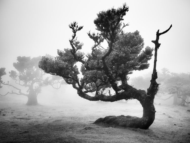 Gerald Berghammer Color Photograph - Ancient Laurisilva Forest, crooked tree, Madeira, B&W art photography, landscape