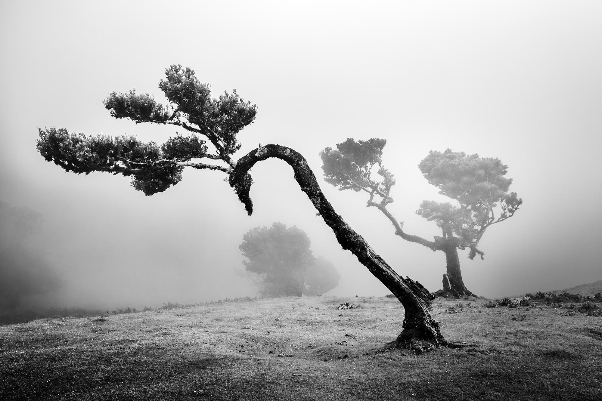 Gerald Berghammer Landscape Photograph - Ancient Laurisilva Forest, curved Tree, black and white photography, landscape
