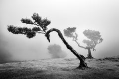 Antiker Laurisilva-Wälder, geschwungener Baum, Schwarz-Weiß-Fotografie, Landschaft