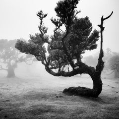 Ancient Laurisilva Forest, curved Tree, black and white landscape photography