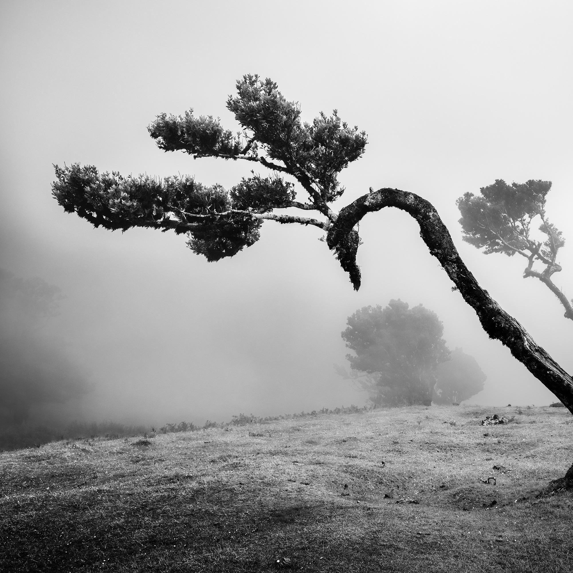 Antica foresta di Laurisilva, albero curvo, fotografia in bianco e nero, paesaggio in vendita 5