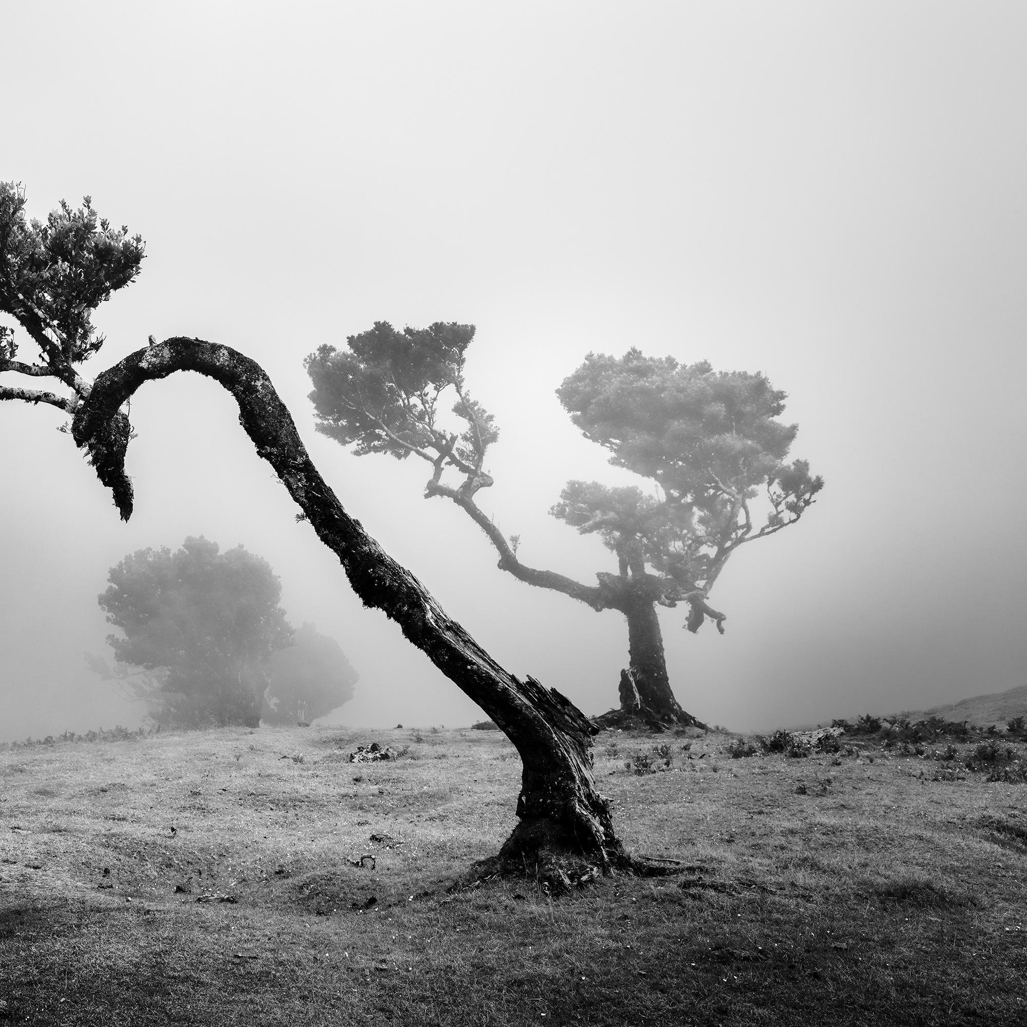 Antica foresta di Laurisilva, albero curvo, fotografia in bianco e nero, paesaggio in vendita 6