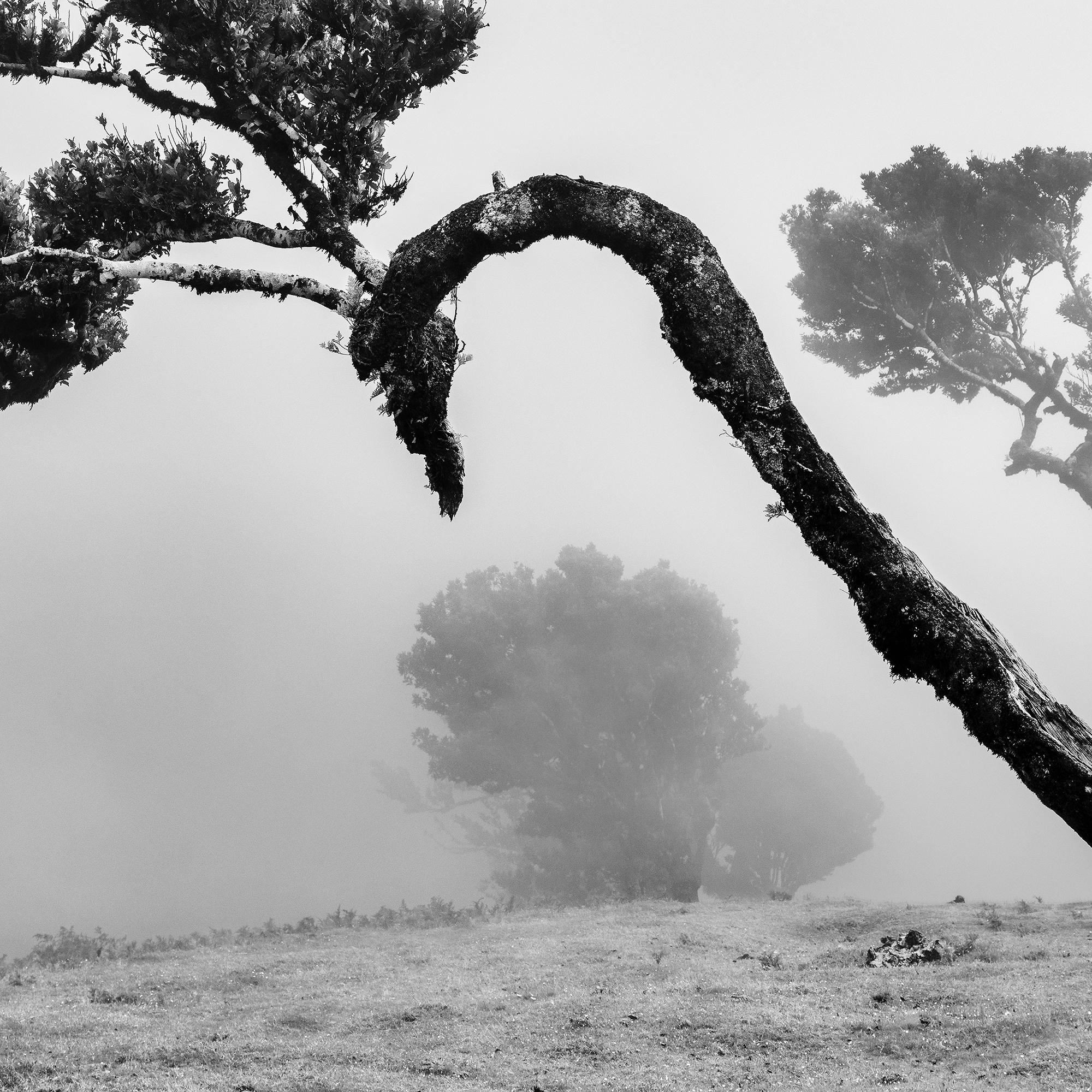 Antica foresta di Laurisilva, albero curvo, fotografia in bianco e nero, paesaggio in vendita 7