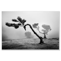 Ancient Laurisilva Forest, curved Tree, black and white photography, landscape