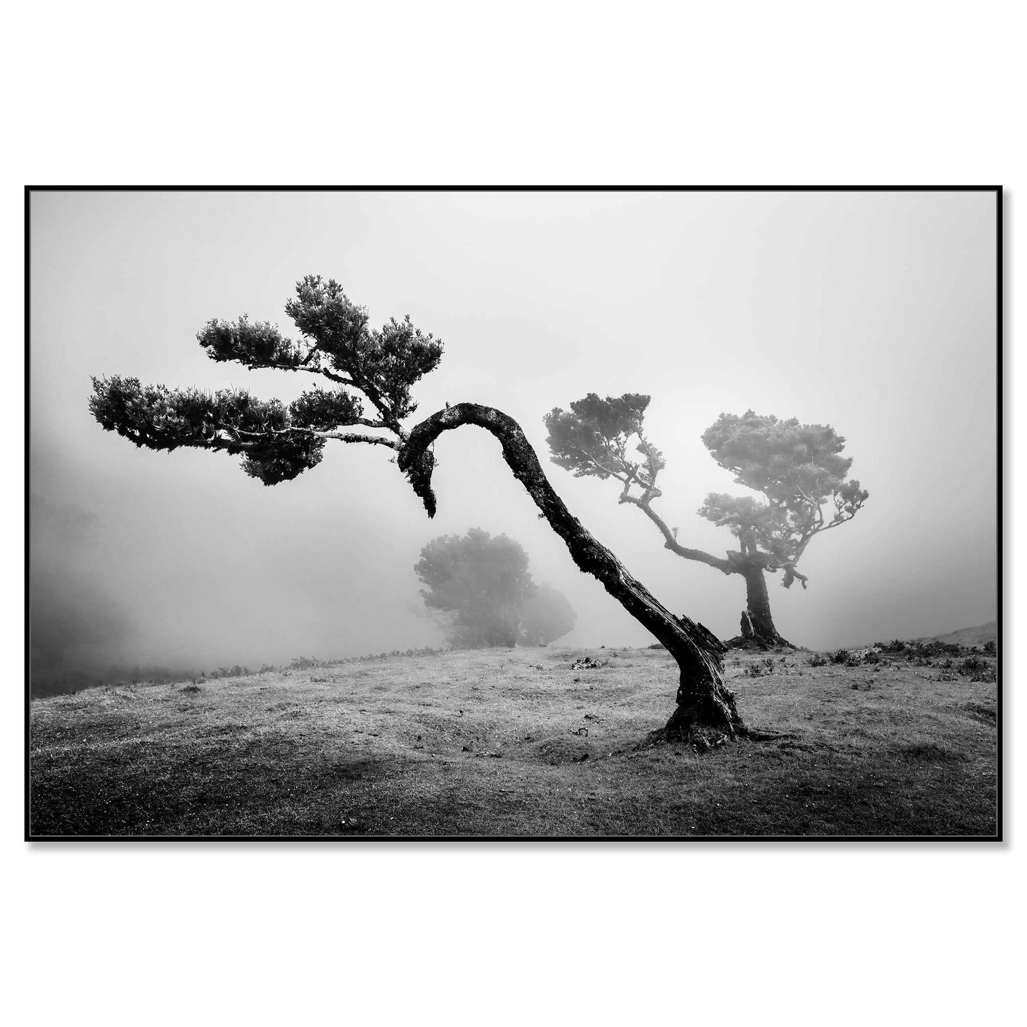 Antica foresta di Laurisilva, albero curvo, fotografia in bianco e nero, paesaggio - Photograph Contemporaneo di Gerald Berghammer