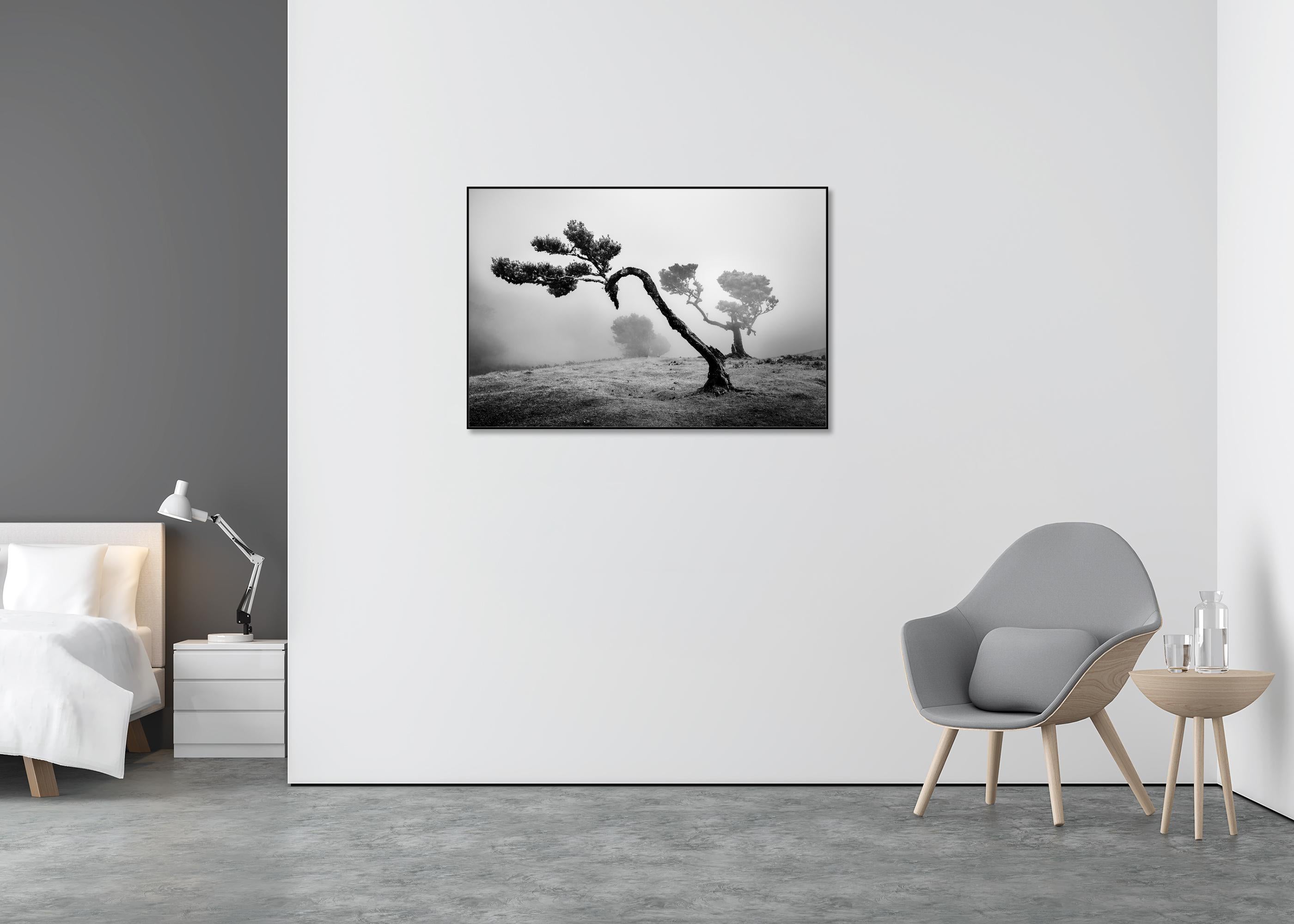 Antica foresta di Laurisilva, albero curvo, fotografia in bianco e nero, paesaggio - Landscape Photograph Grigio di Gerald Berghammer