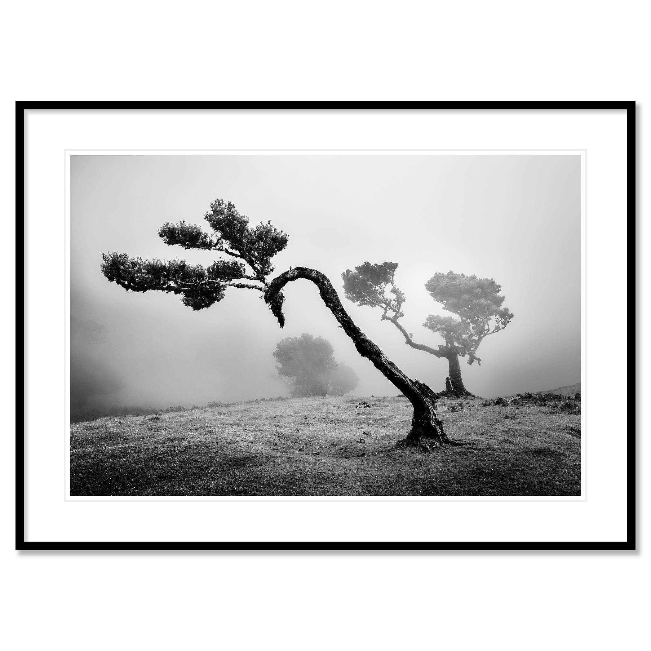 Stampa fotografica di paesaggio in bianco e nero. Vecchio albero di alloro nel bosco delle fate in un'atmosfera mistica e nebbiosa, a Fanal, Madeira, Portogallo. Stampa a inchiostro pigmentato d'archivio, edizione di 8 esemplari. Firmato,