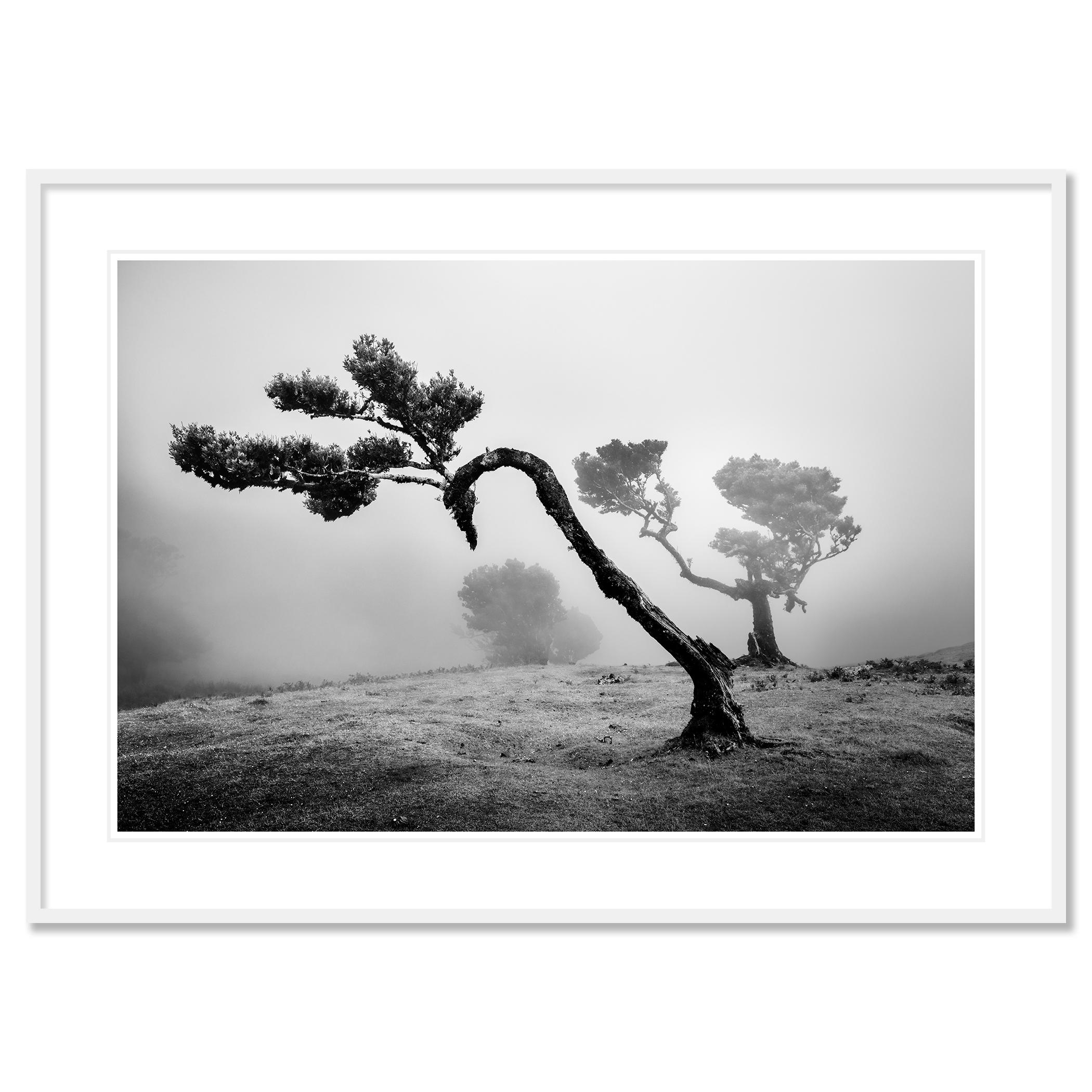 Antica foresta di Laurisilva, albero curvo, fotografia in bianco e nero, paesaggio in vendita 1