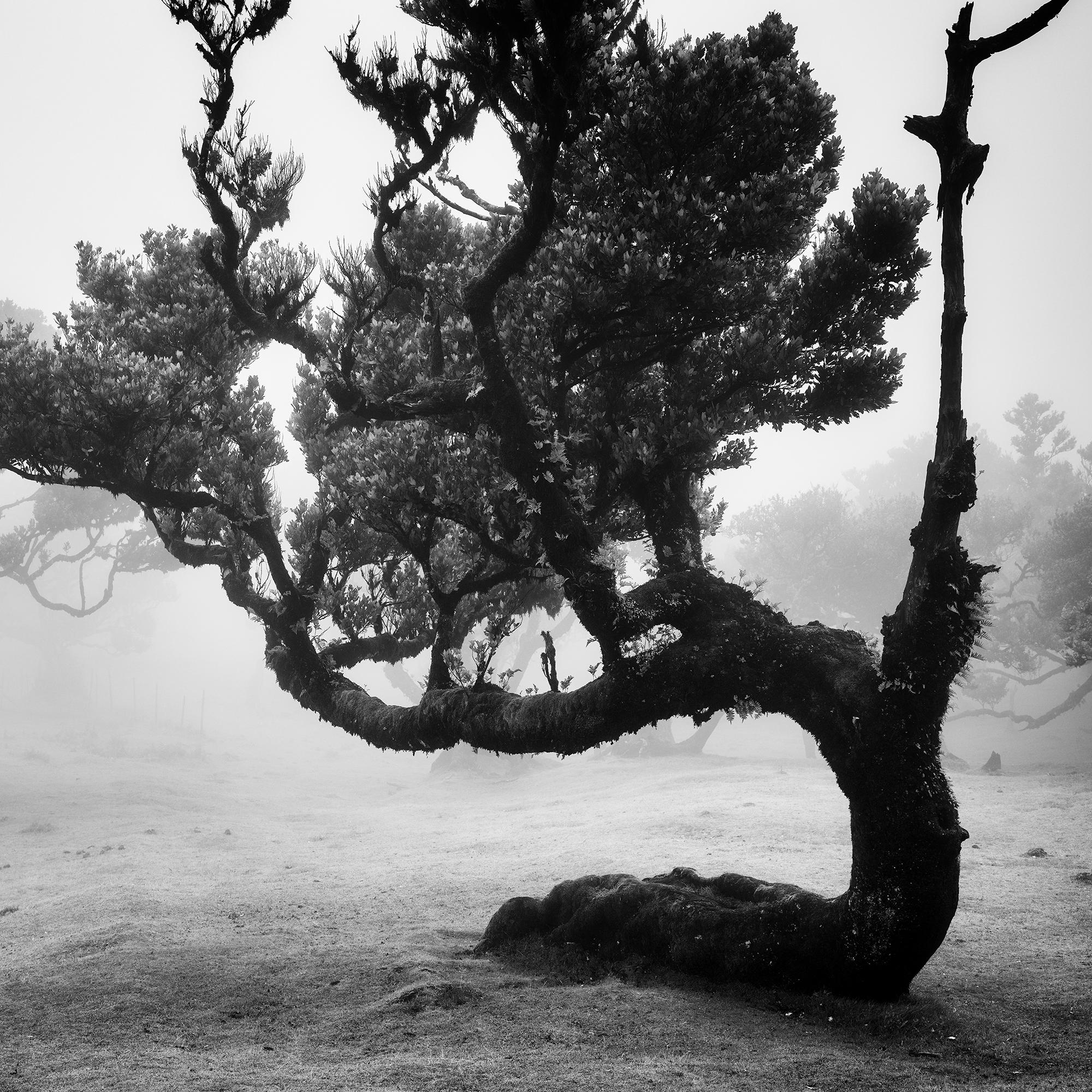 Antica foresta di Laurisilva, albero curvo, fotografia artistica di paesaggio in bianco e nero 3