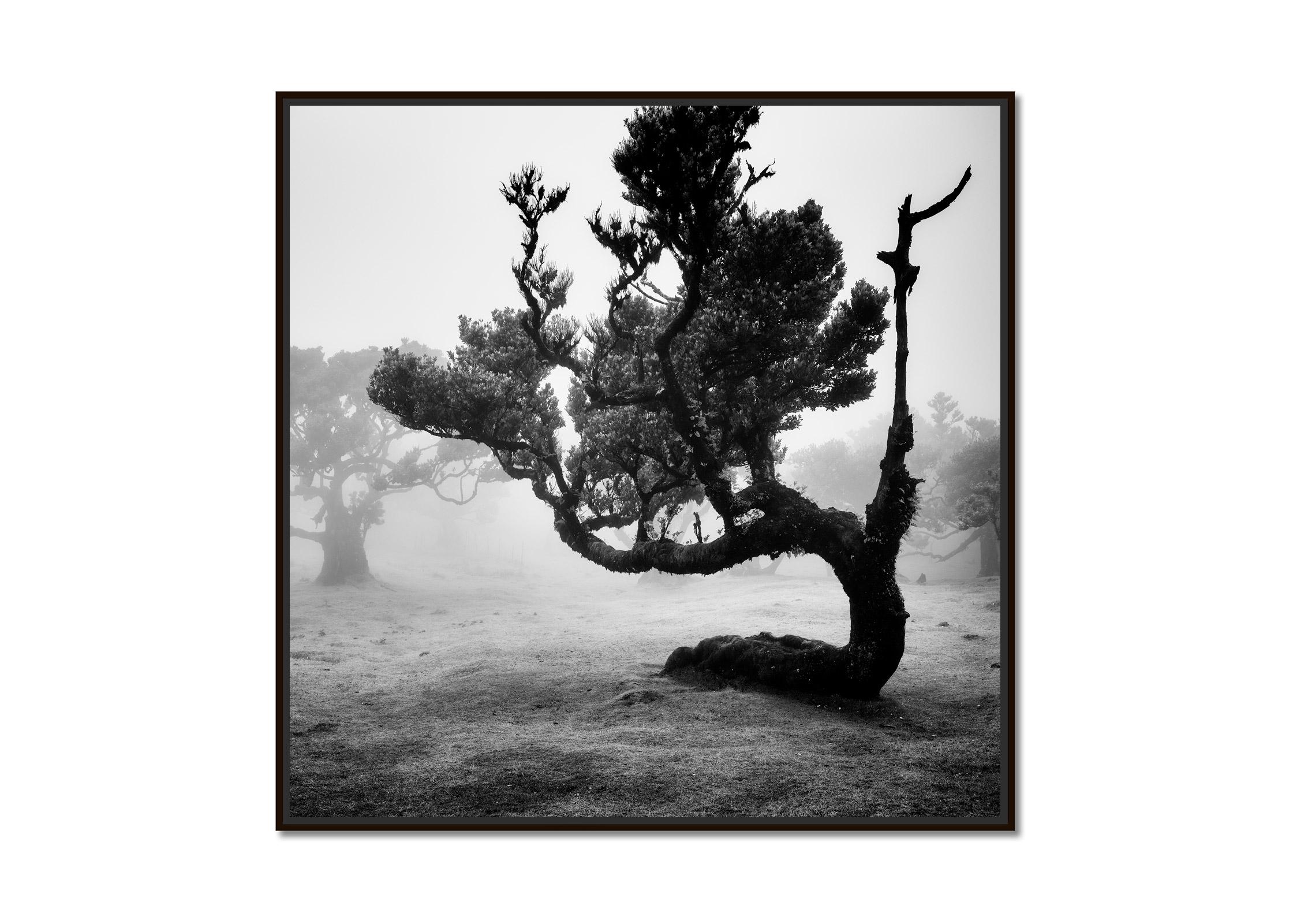 Ancient Laurisilva Forest, curved Tree, black and white landscape art photograph - Photograph by Gerald Berghammer