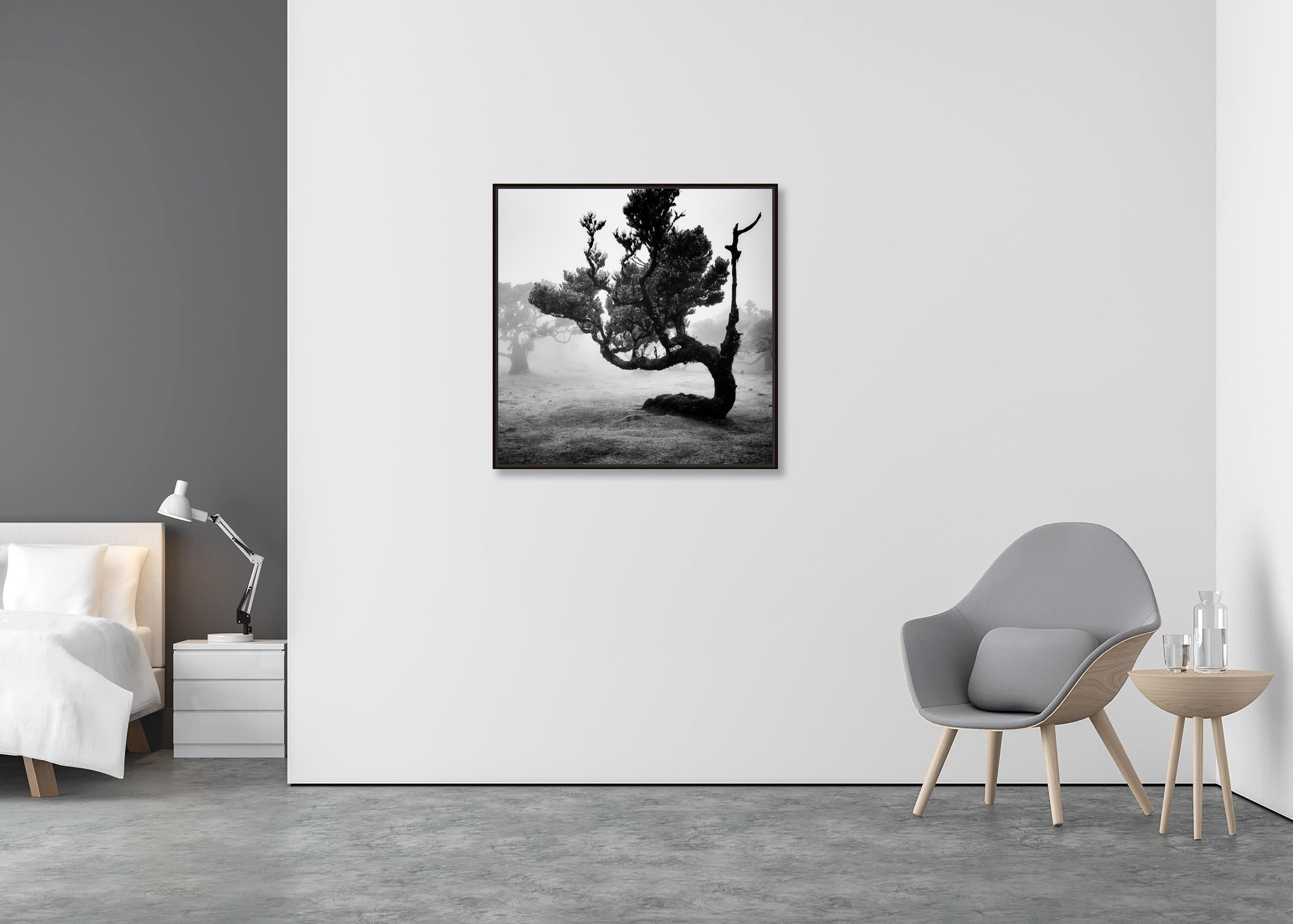 Ancient Laurisilva Forest, curved Tree, black and white landscape art photograph - Contemporary Photograph by Gerald Berghammer
