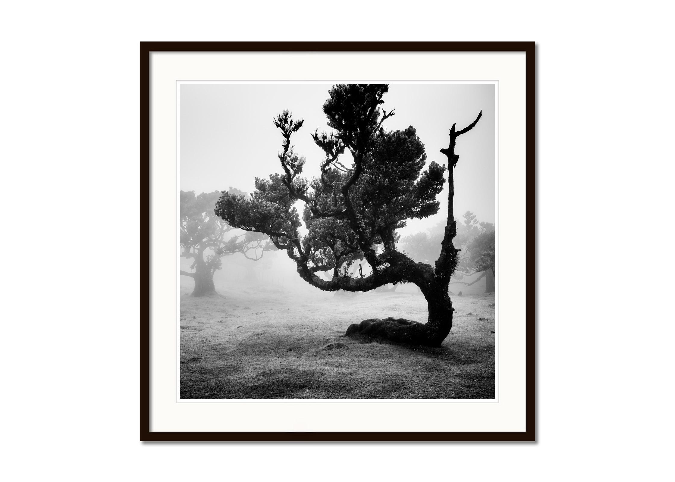 Ancient Laurisilva Forest, curved Tree, black and white landscape art photograph - Gray Black and White Photograph by Gerald Berghammer