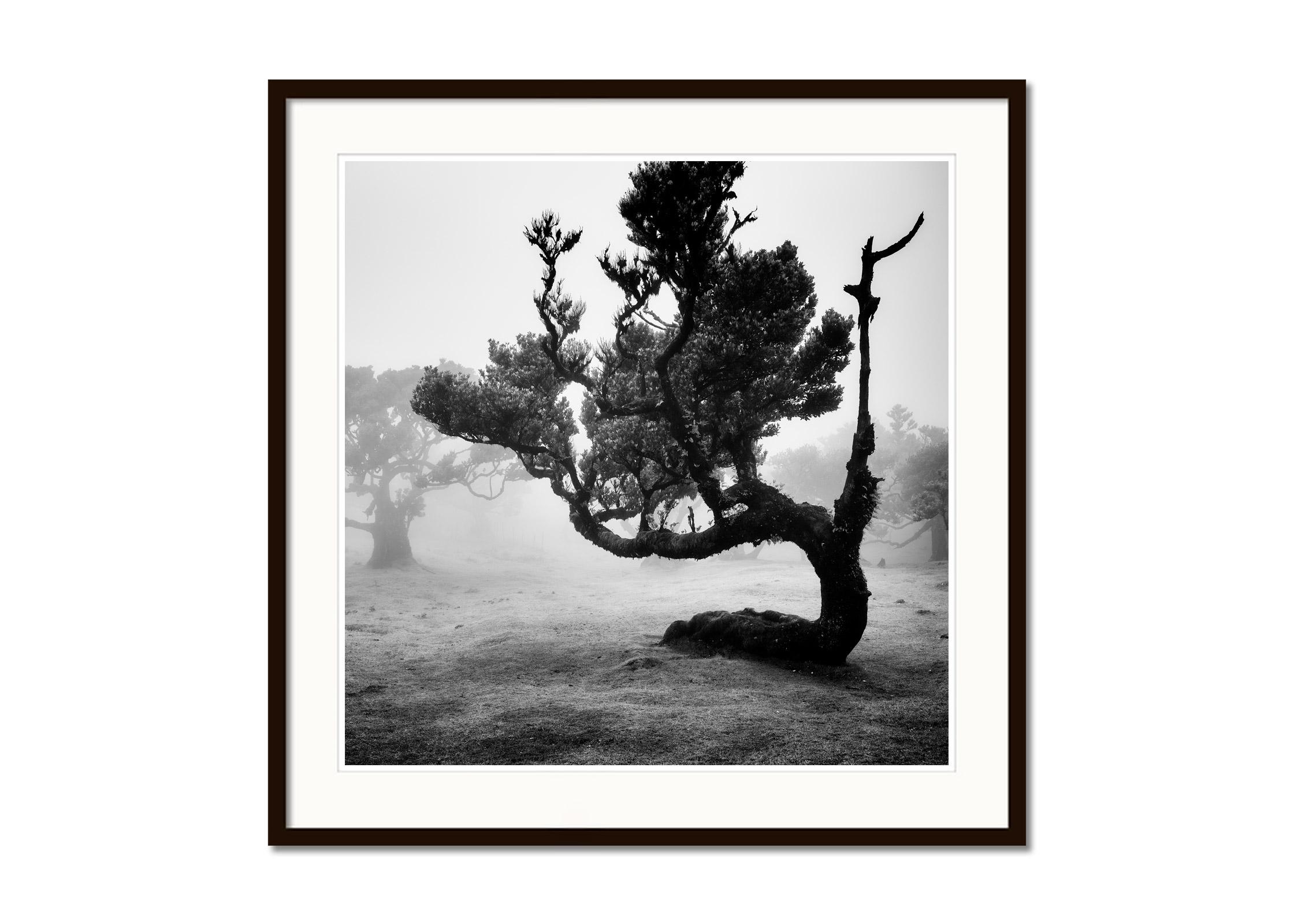 Antica foresta di Laurisilva, albero curvo, fotografia artistica di paesaggio in bianco e nero - Black and White Photograph Grigio di Gerald Berghammer