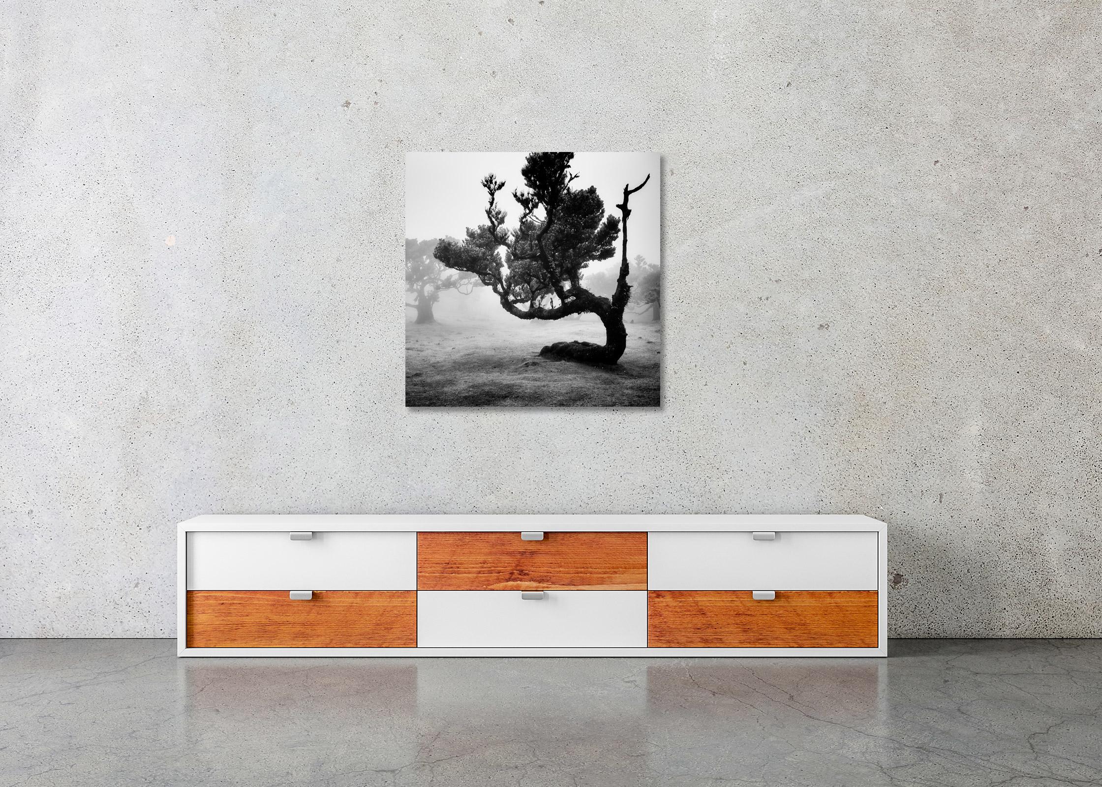 Antica foresta di Laurisilva, albero curvo, fotografia artistica di paesaggio in bianco e nero 2